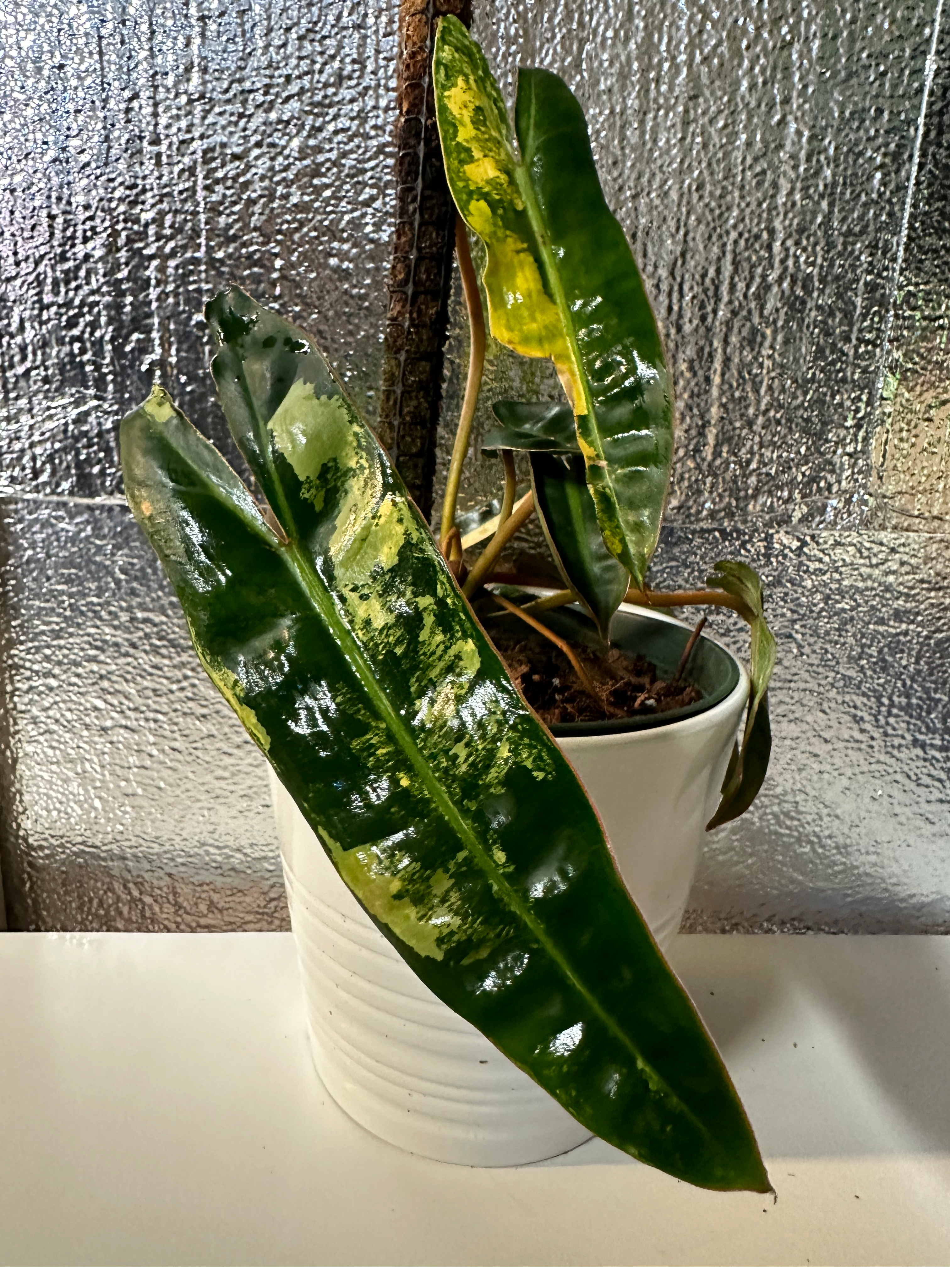 Philodendron – sweetlifeflora