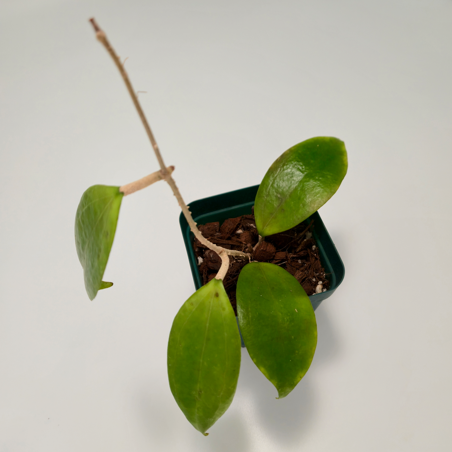 Hoya cv. 'winnie'