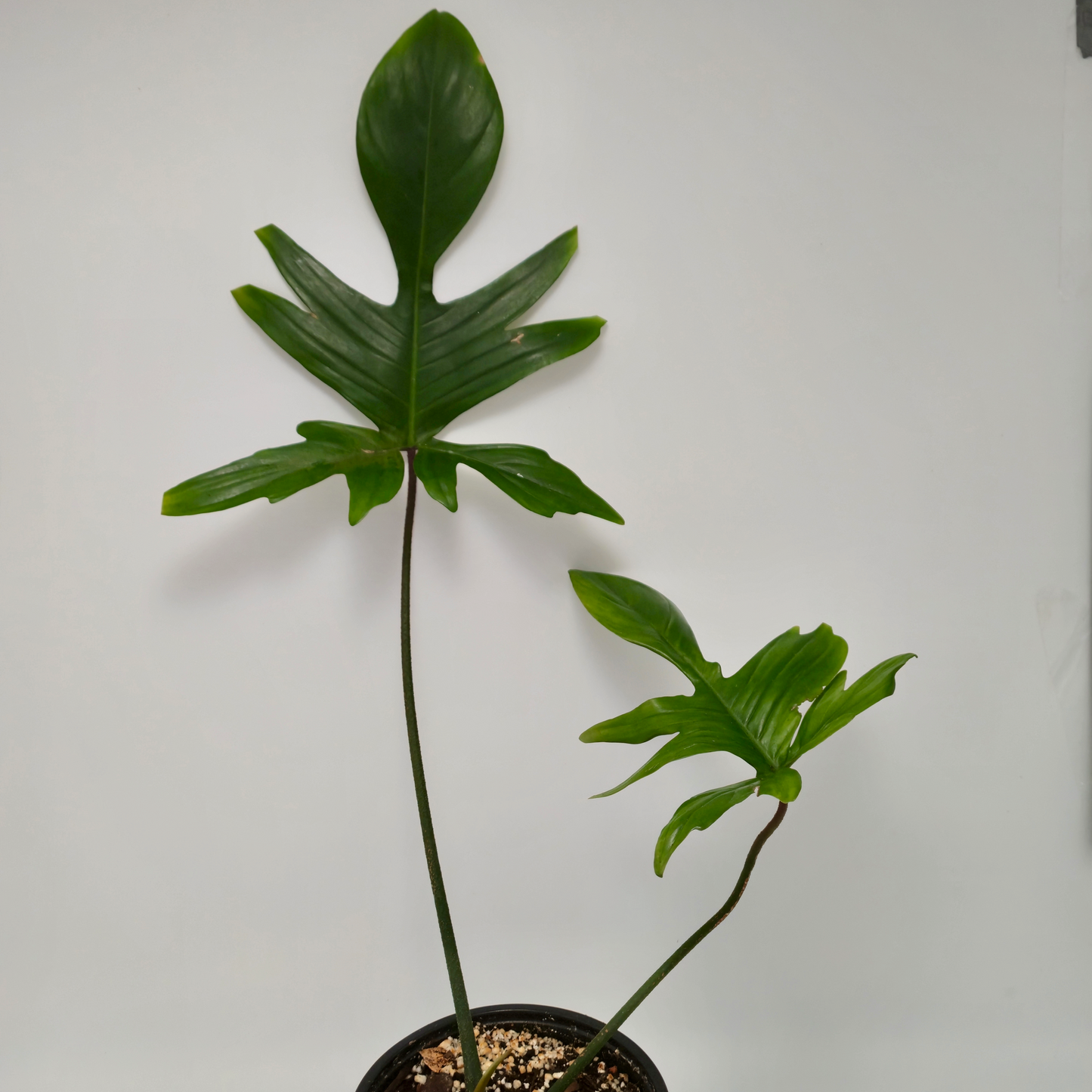 Philodendron florida