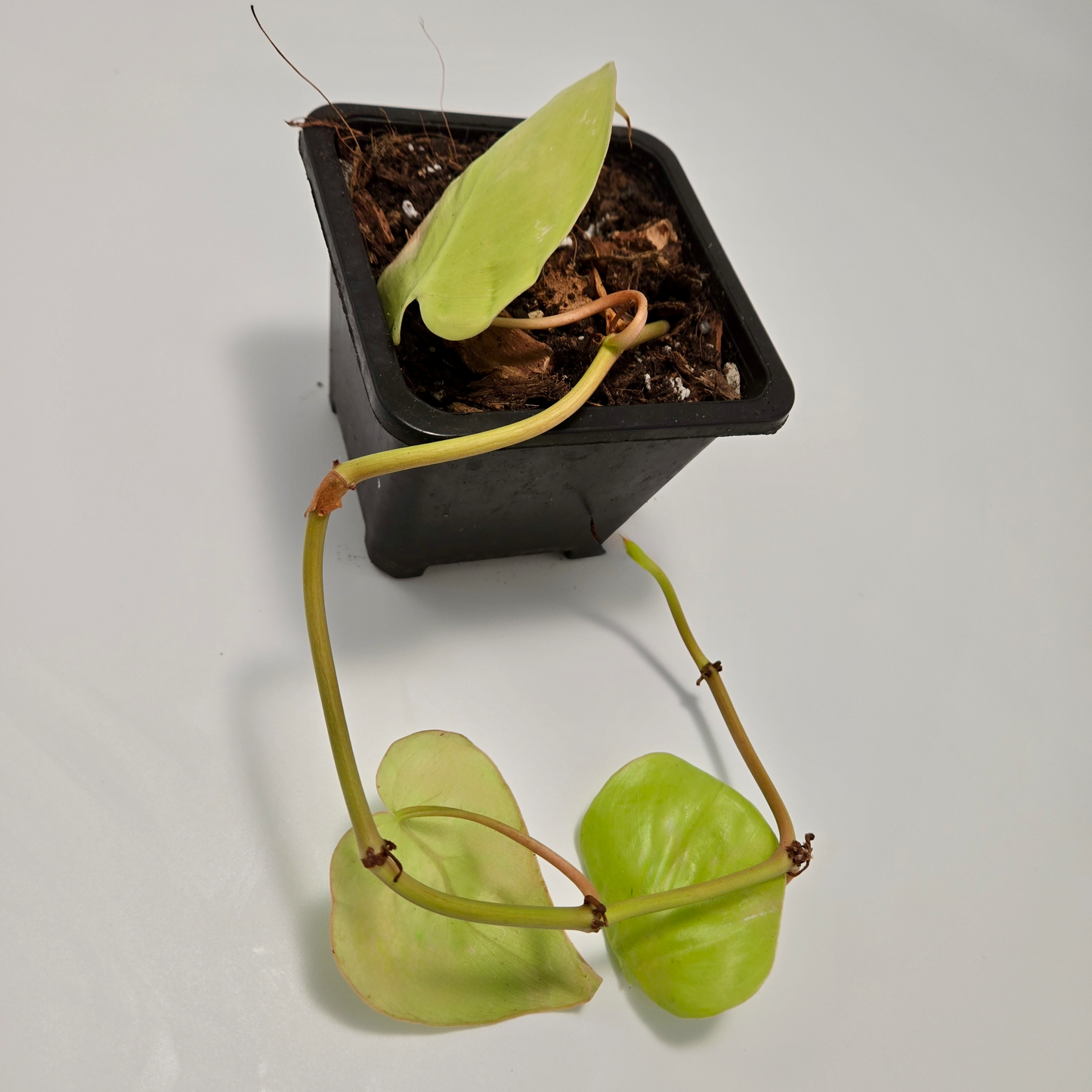 Philodendron hederaceum 'lemon lime' (small)