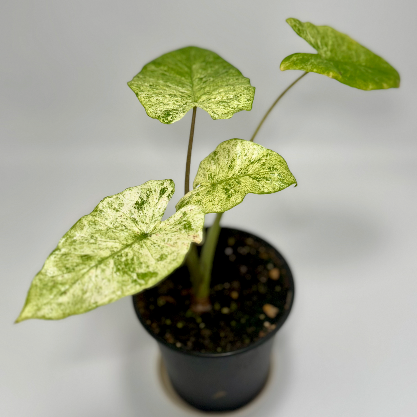 Alocasia macrorrhiza variegata