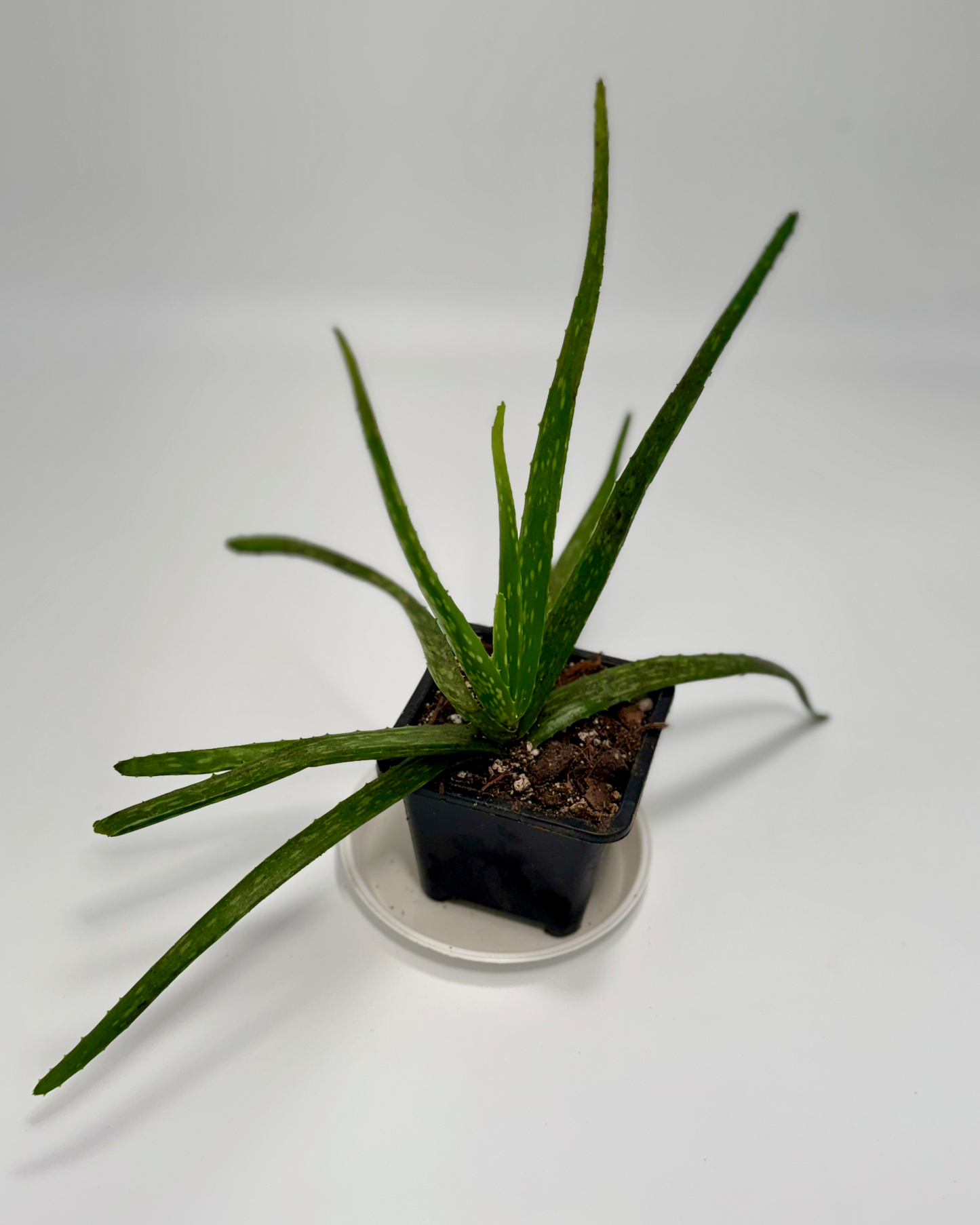 Aloe barbadensis 'miller' or Aloe vera