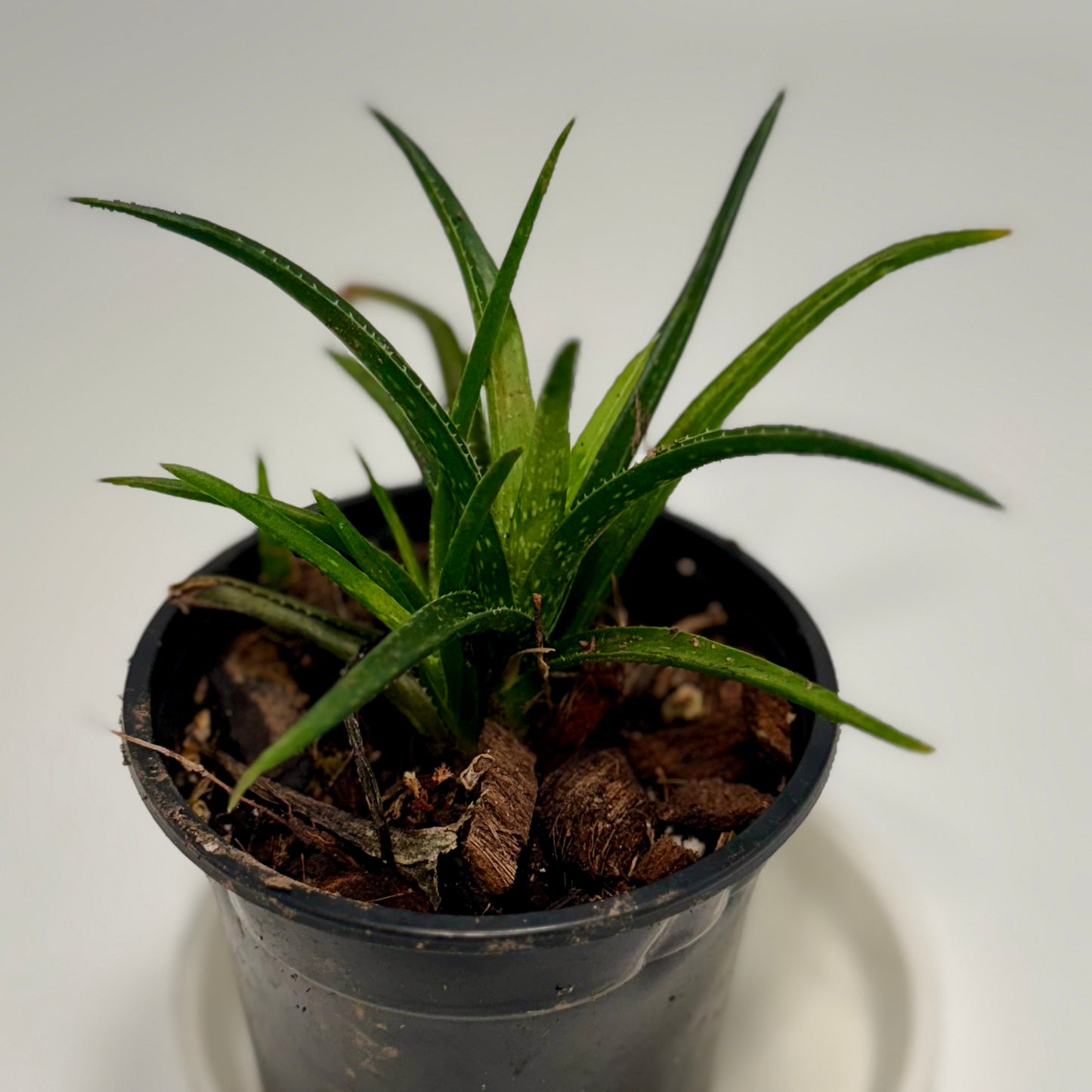 Aloe vera 'chinensis'