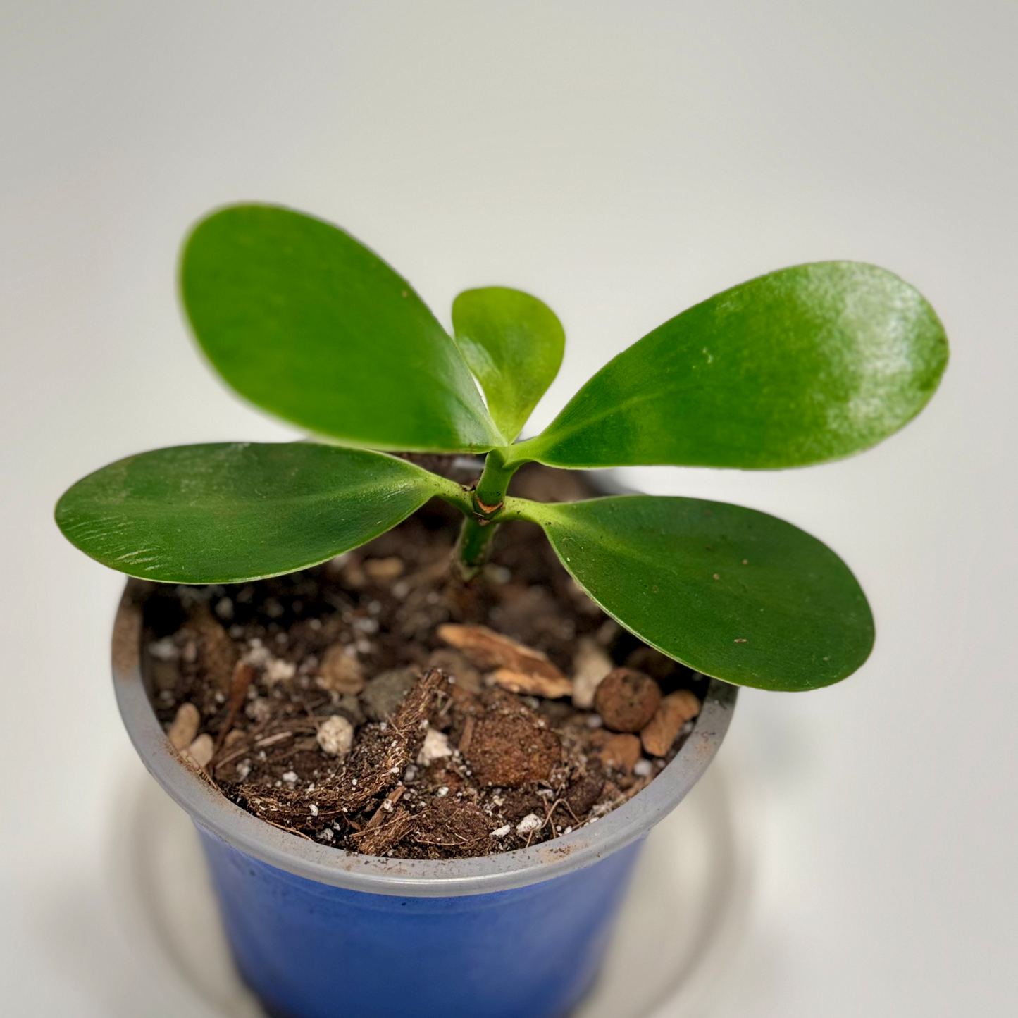 Clusia rosea AKA Autograph Tree