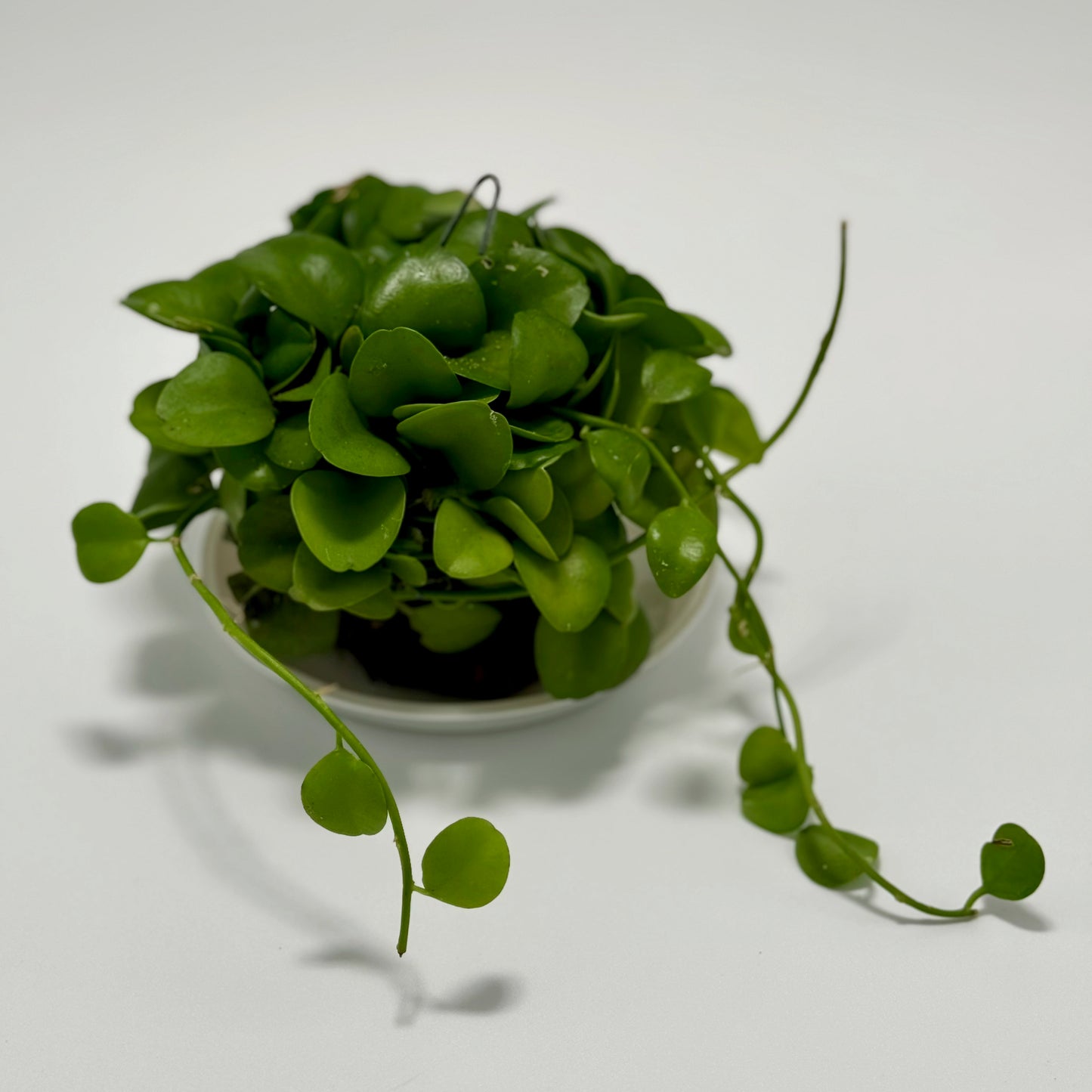 Dischidia geri (Cocoball)