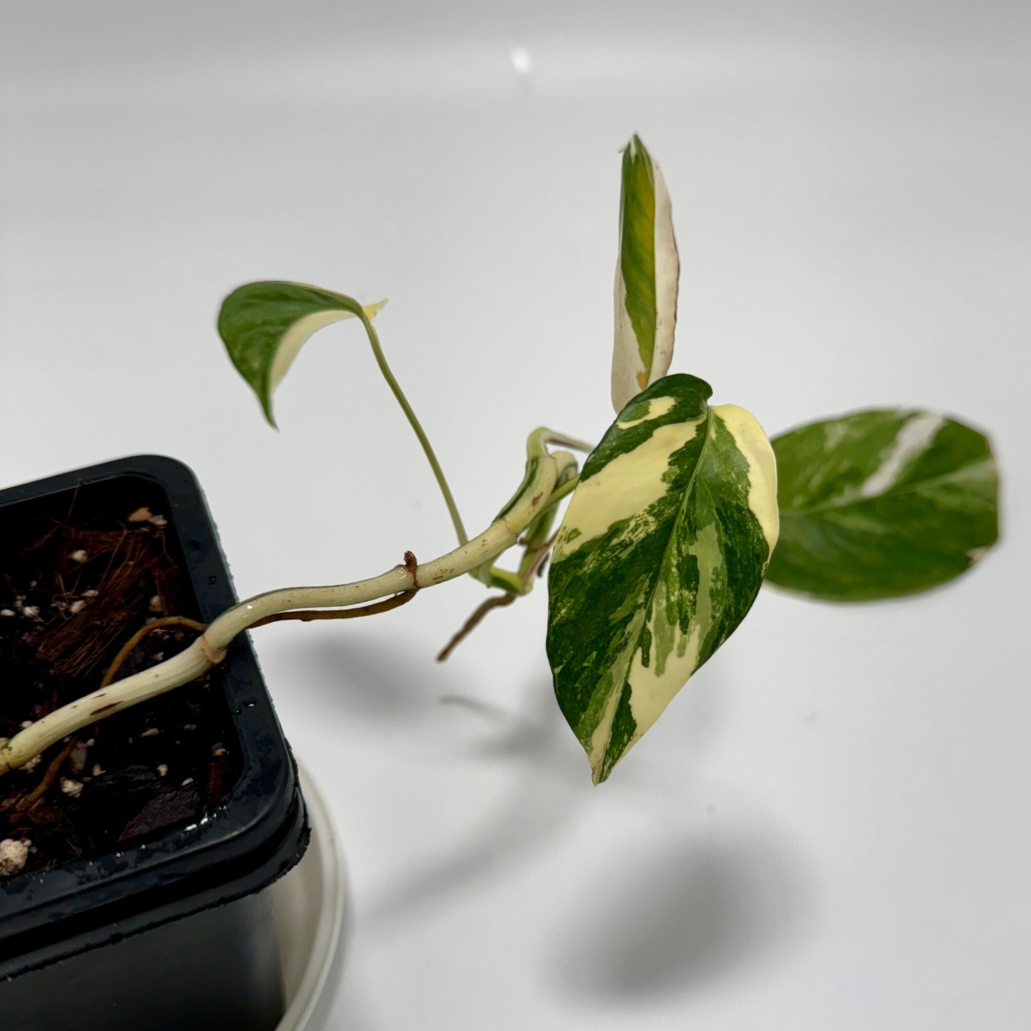 Epipremnum pinnatum aurea variegata