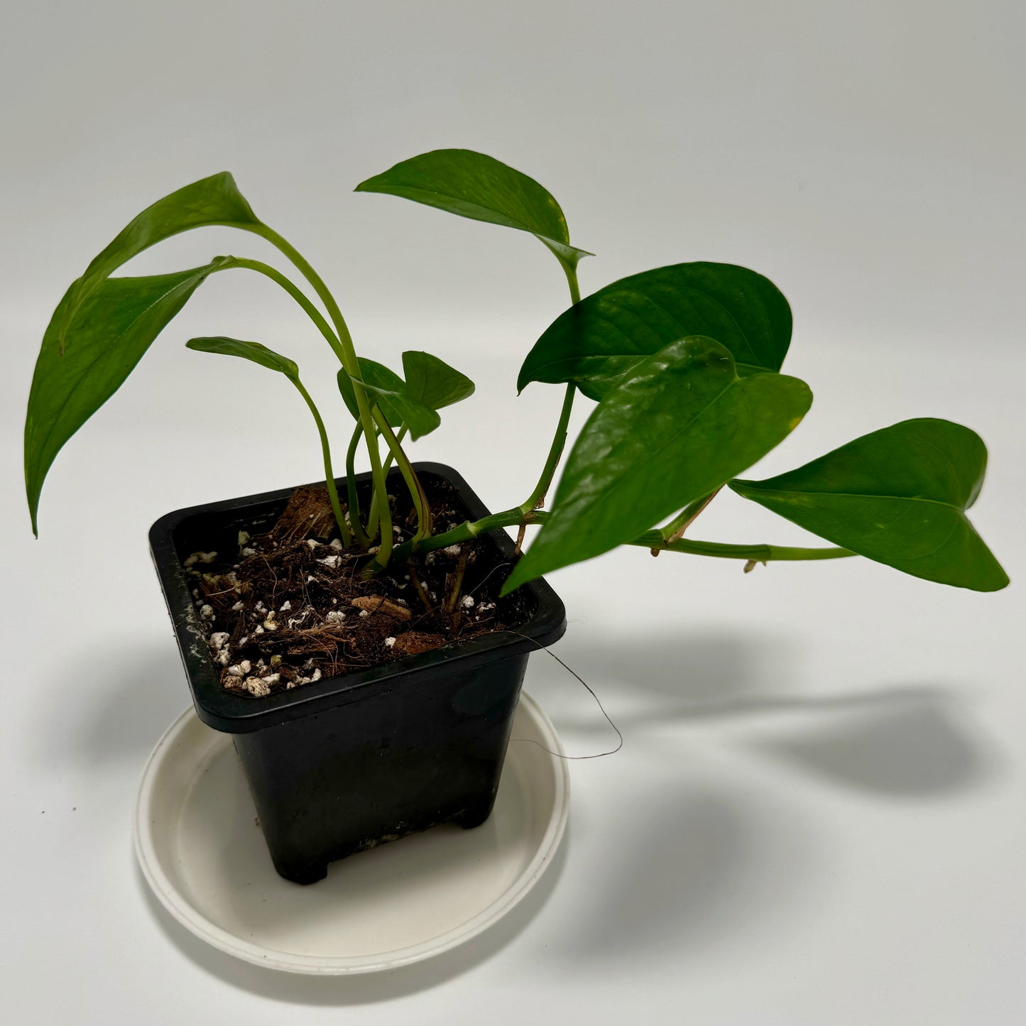 Epipremnum aureum 'Jade'