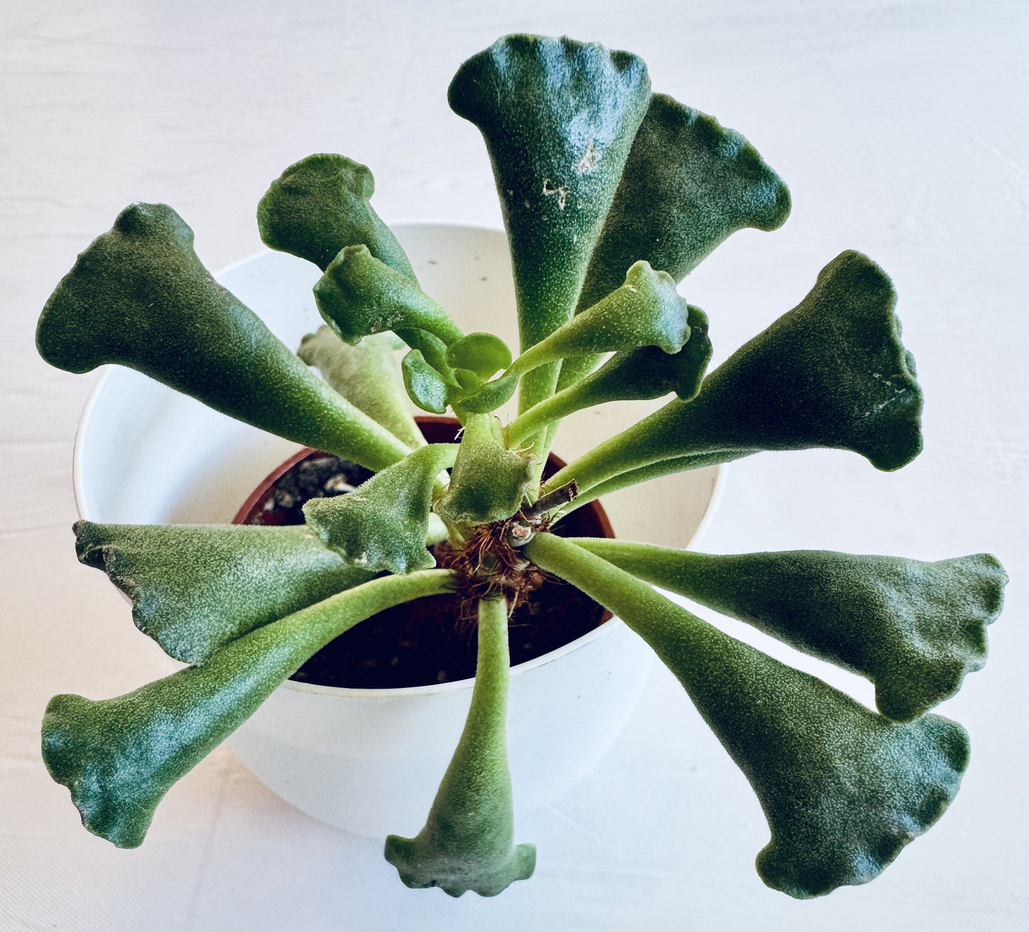 Echeveria shaviana