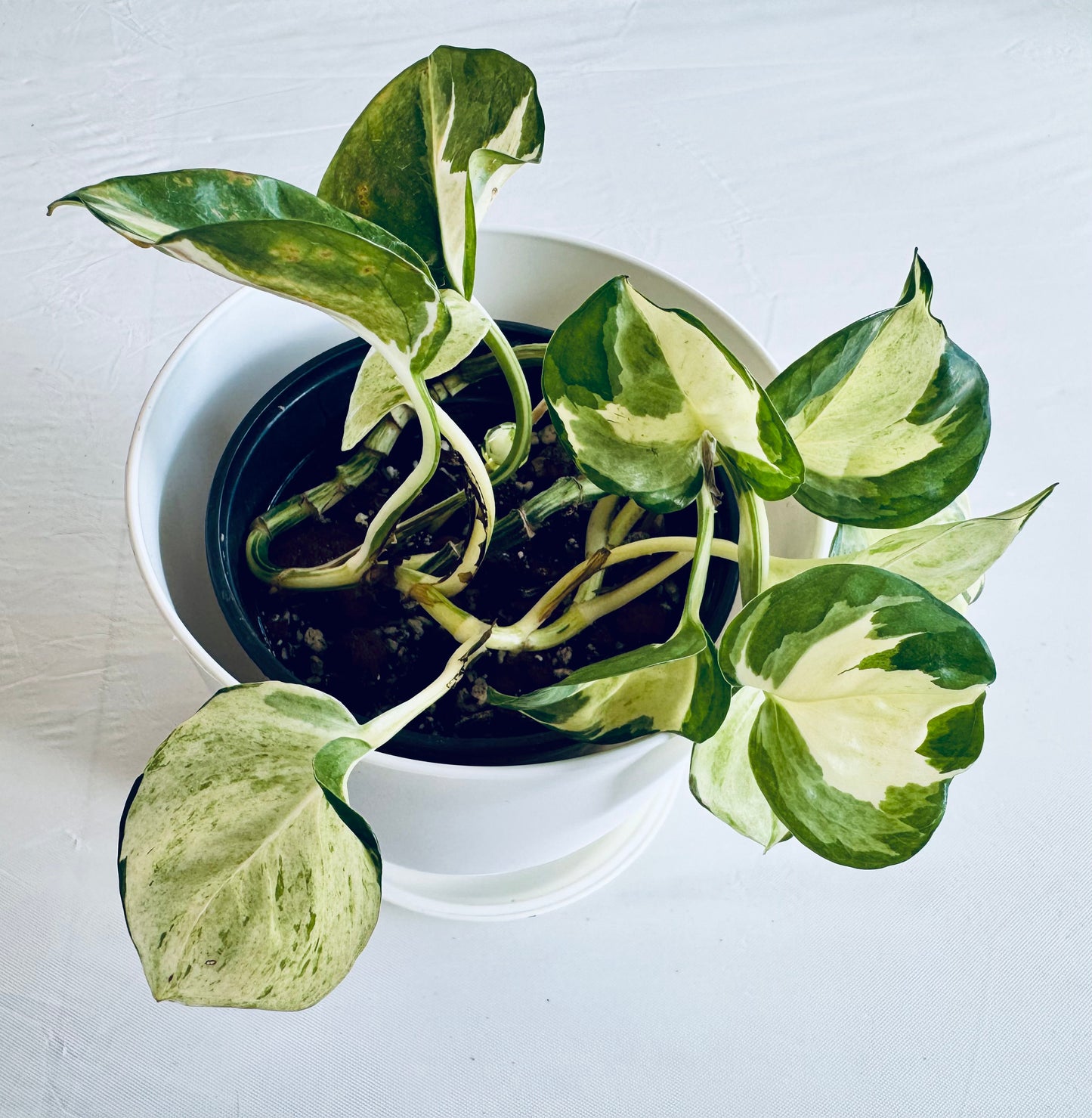Epipremnum aureum 'Manjula' (med)