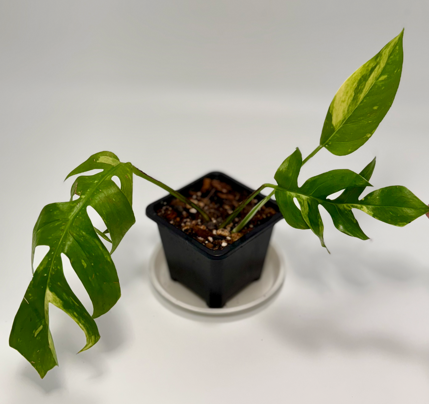 Epipremnum pinnatum 'yellow flame'