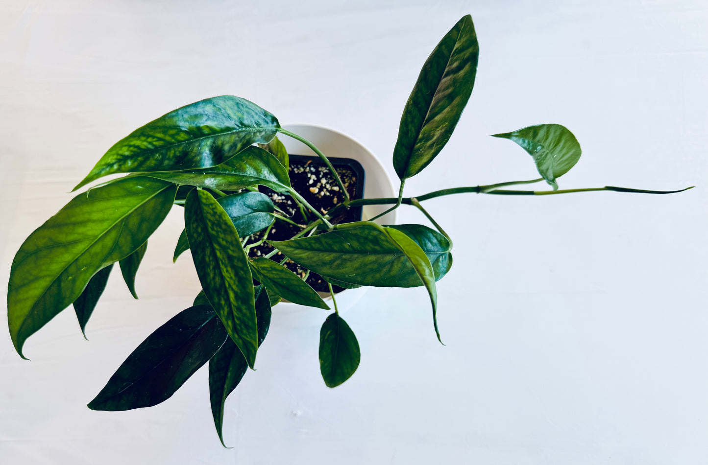 Epipremnum pinnatum 'Baltic Blue'