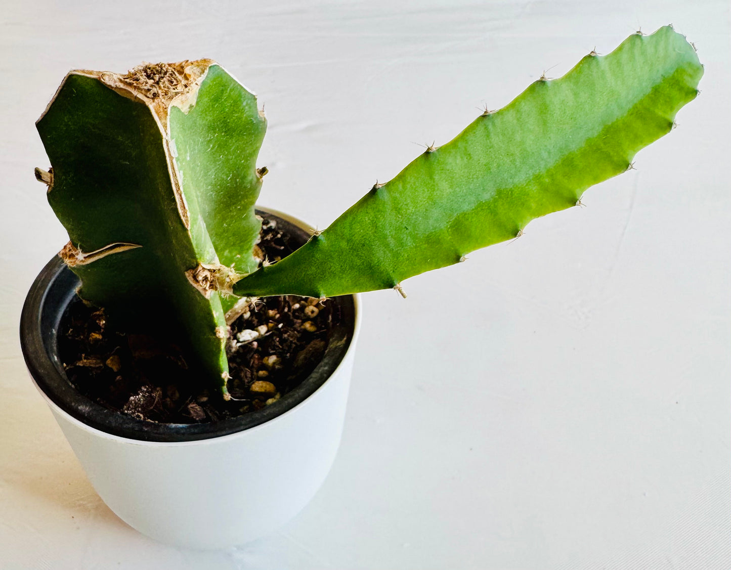 Euphorbia triangularis