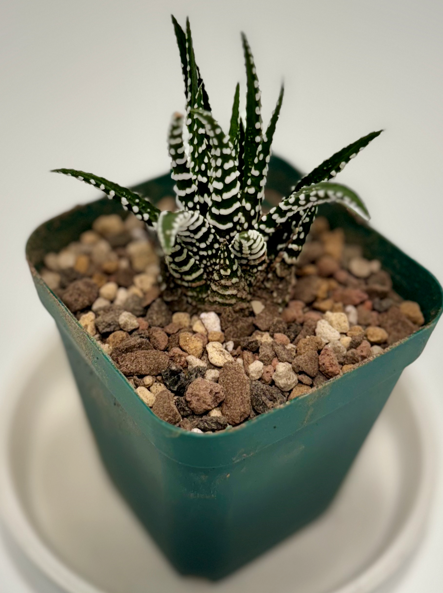Haworthia sp. fasciata (small)