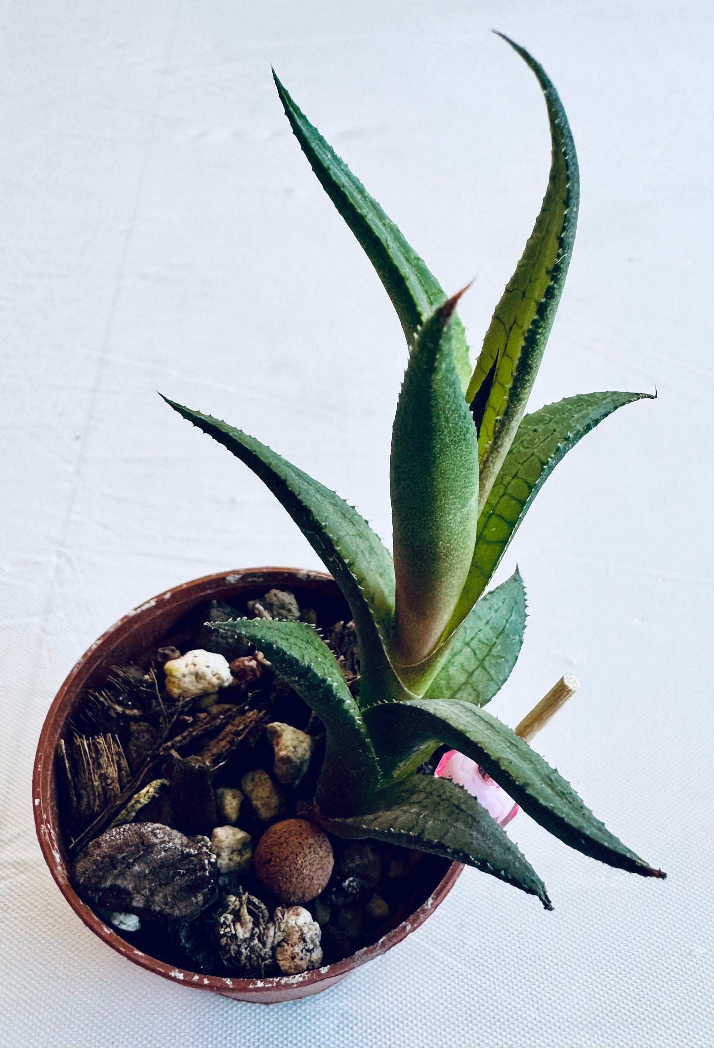 Haworthia koelmaniorum (small)