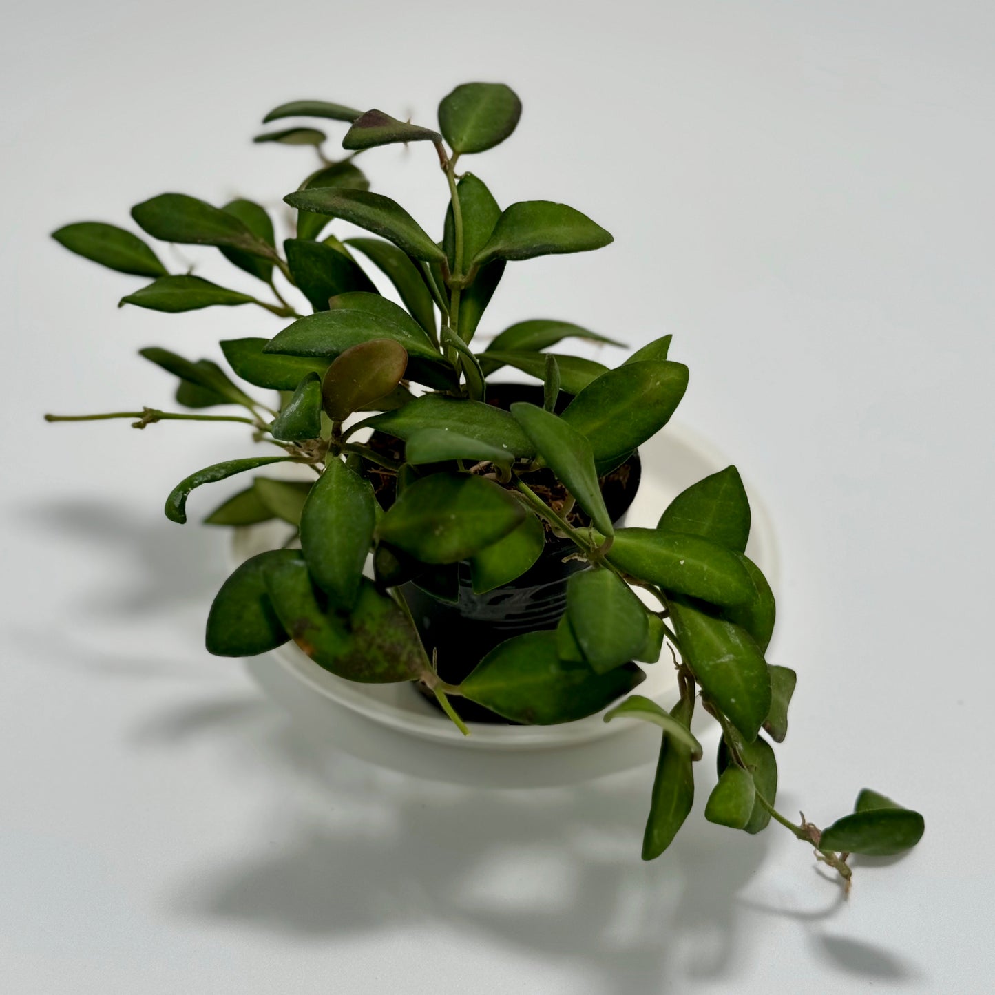 Hoya sp. aff. burtonaie