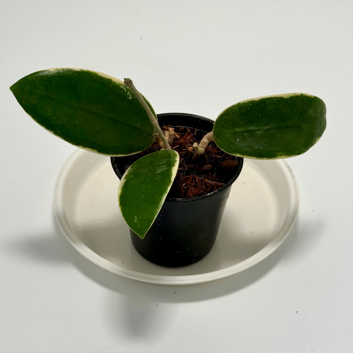 Hoya acuta margin var.