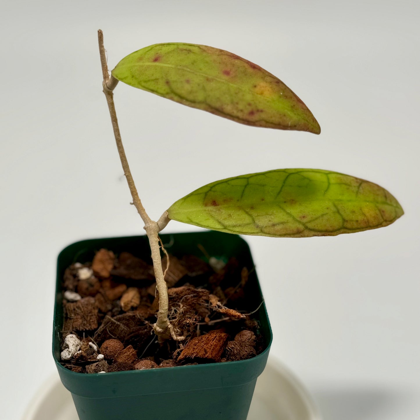 Hoya cv. ann