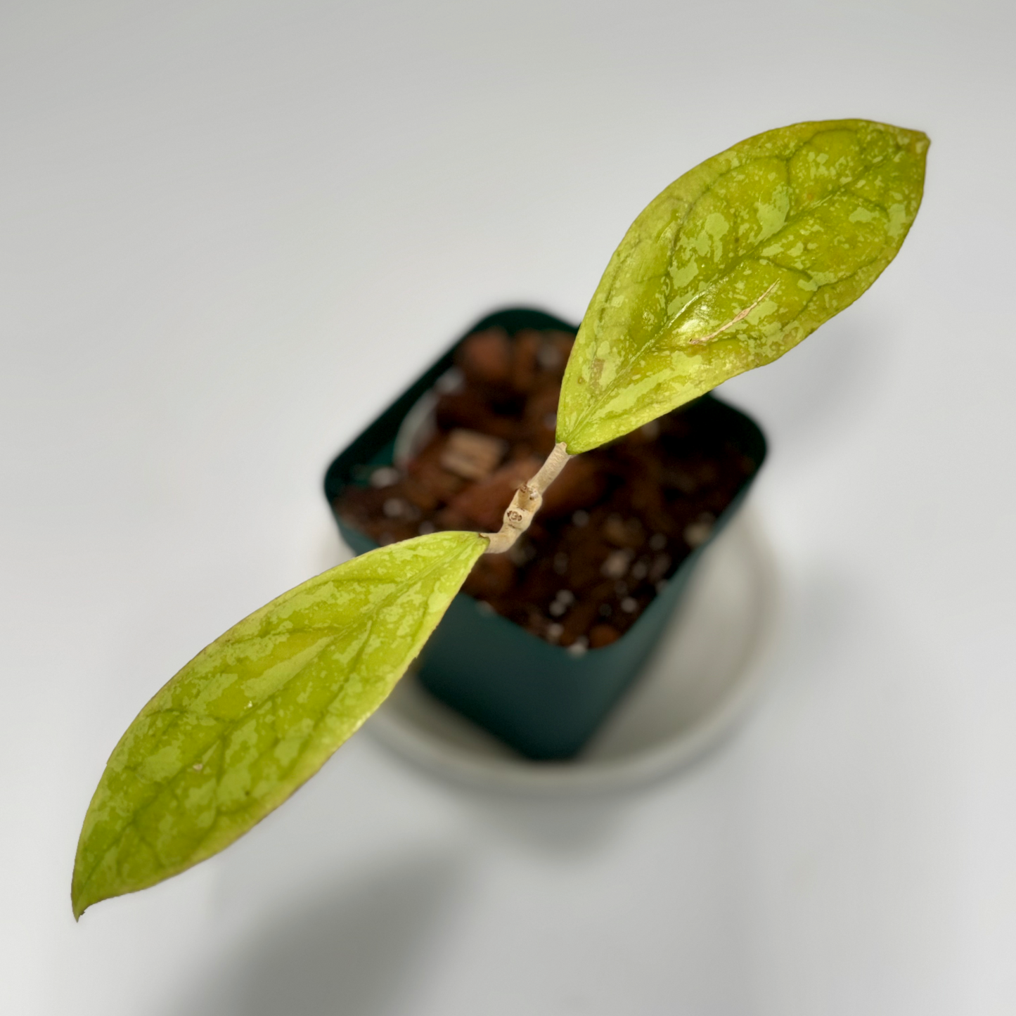 Hoya cv. 'blessing'