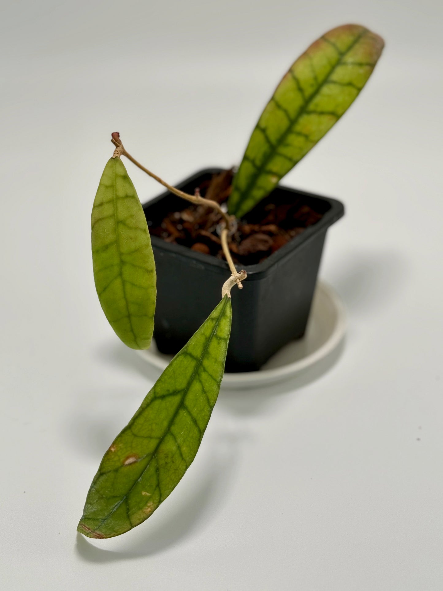 Hoya callistophylla 'long leaf'
