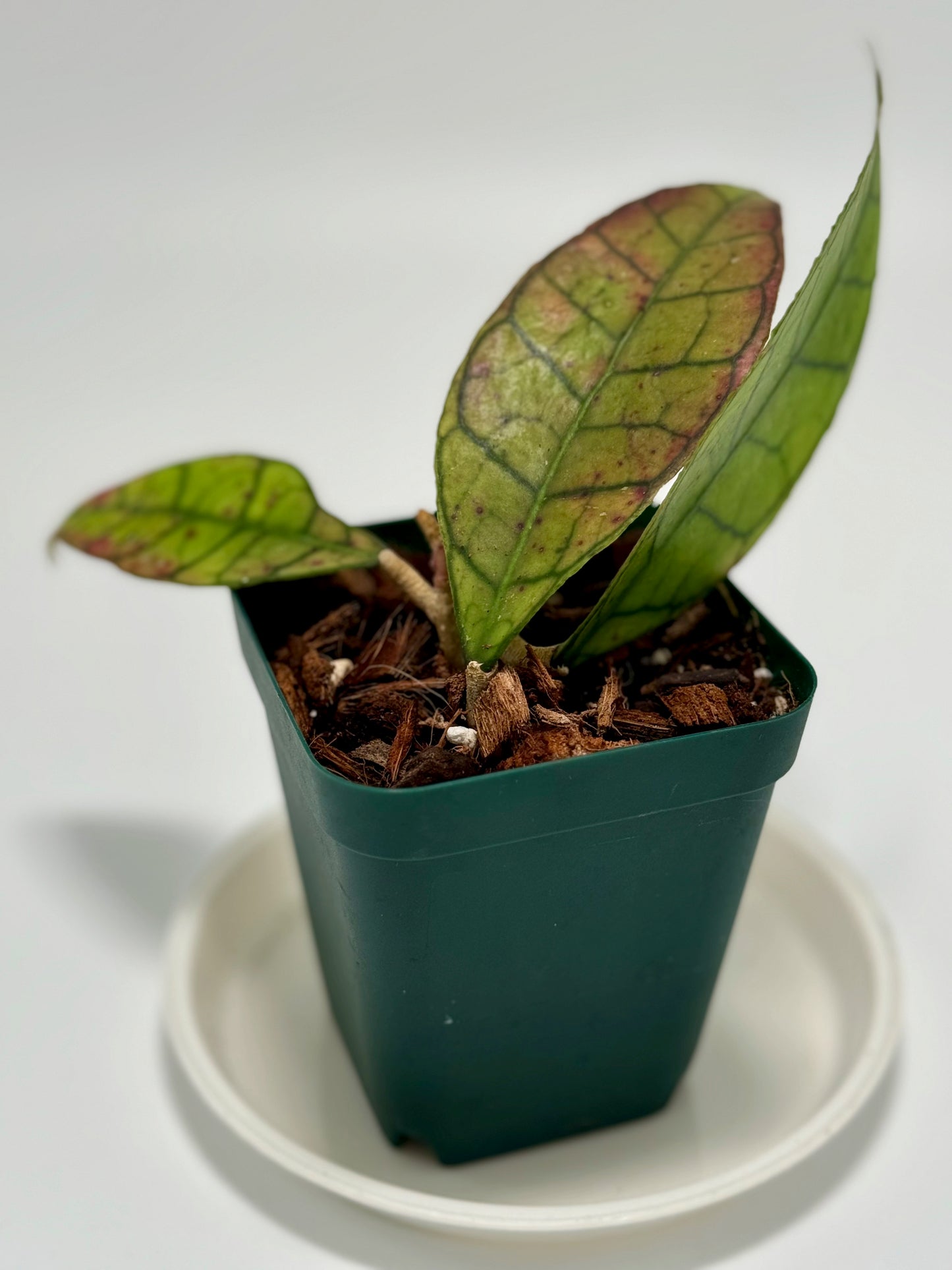 Hoya callistophylla cv. 'lucky'