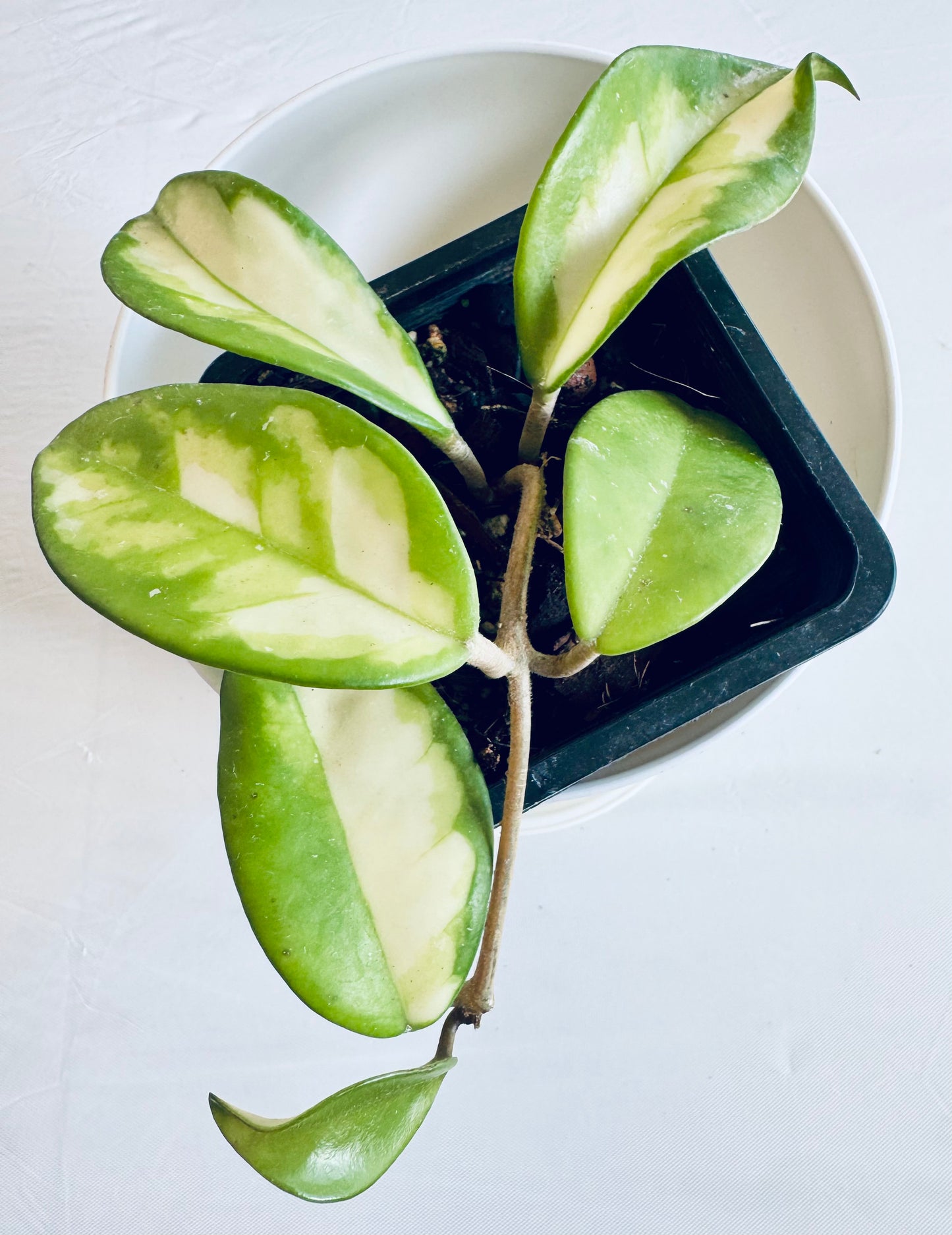 Hoya carnosa 'tricolour' (med)