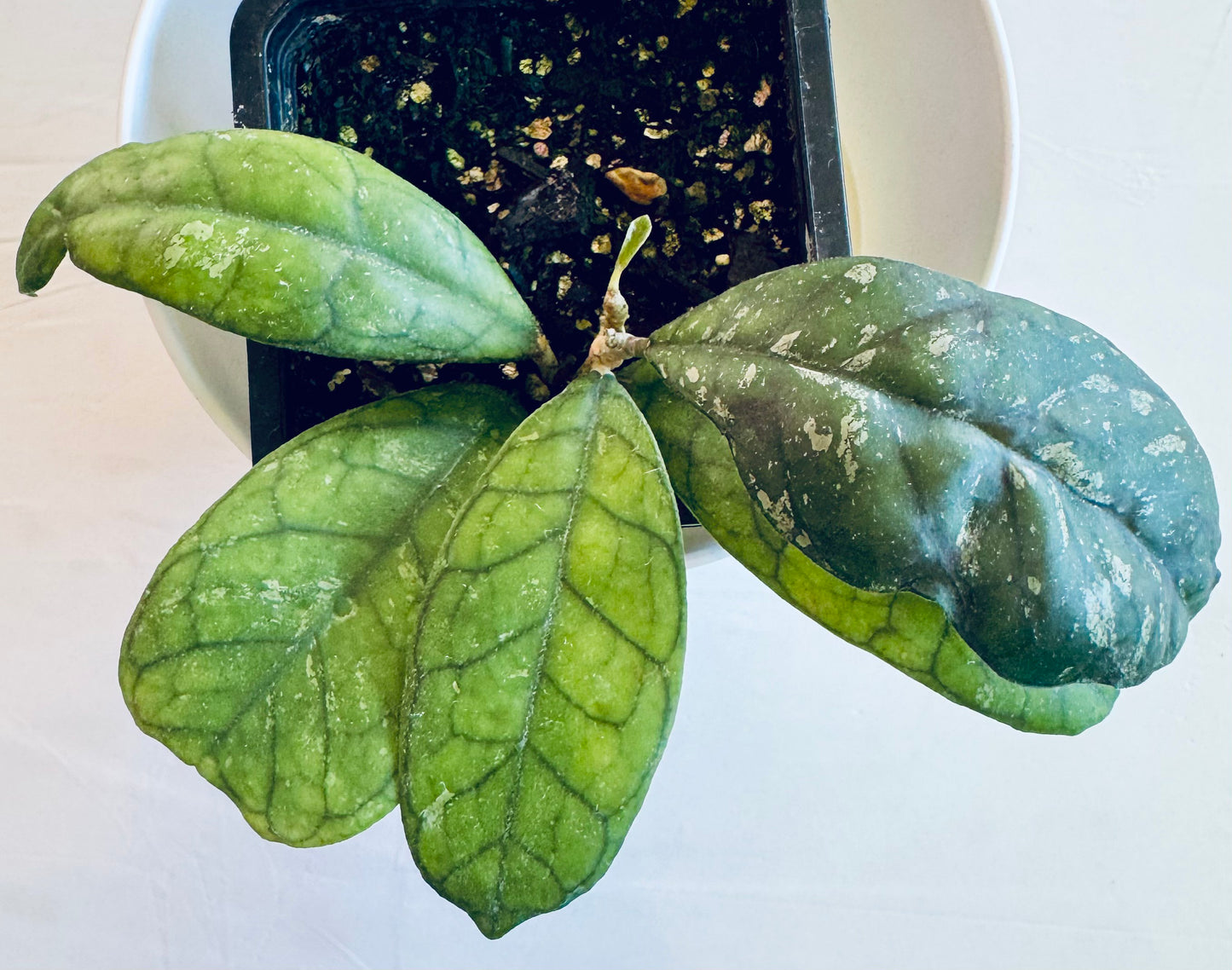 Hoya cv. 'surprise'