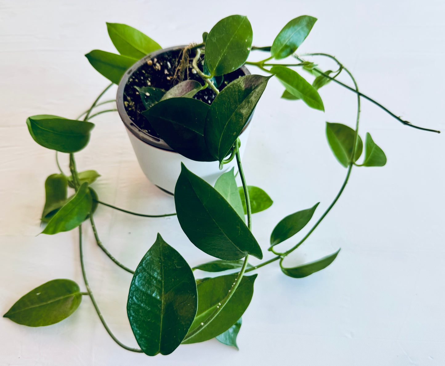 Hoya finlaysonii 'KB 03' (large)