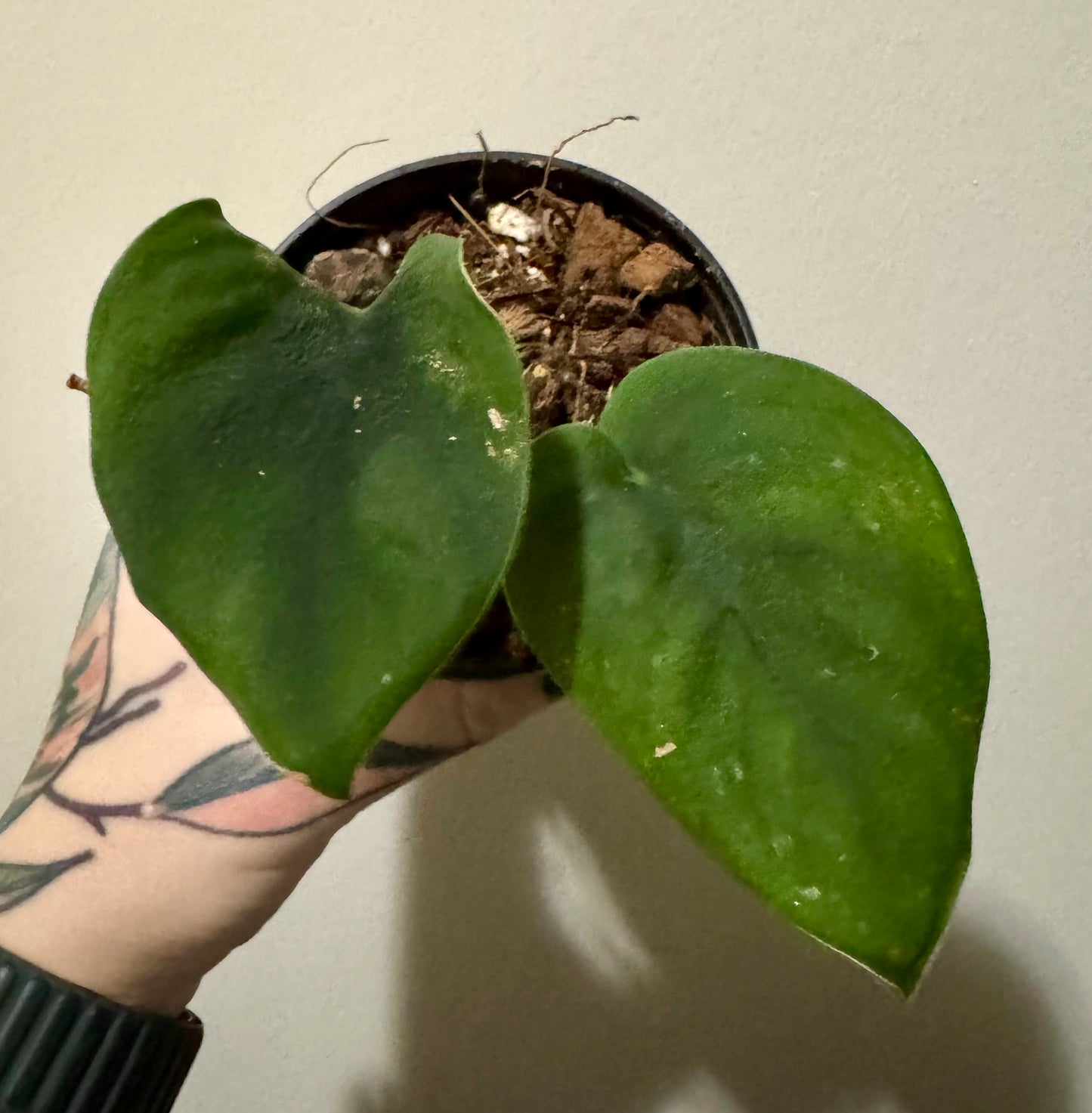 Scindapsus pictus 'jade satin'