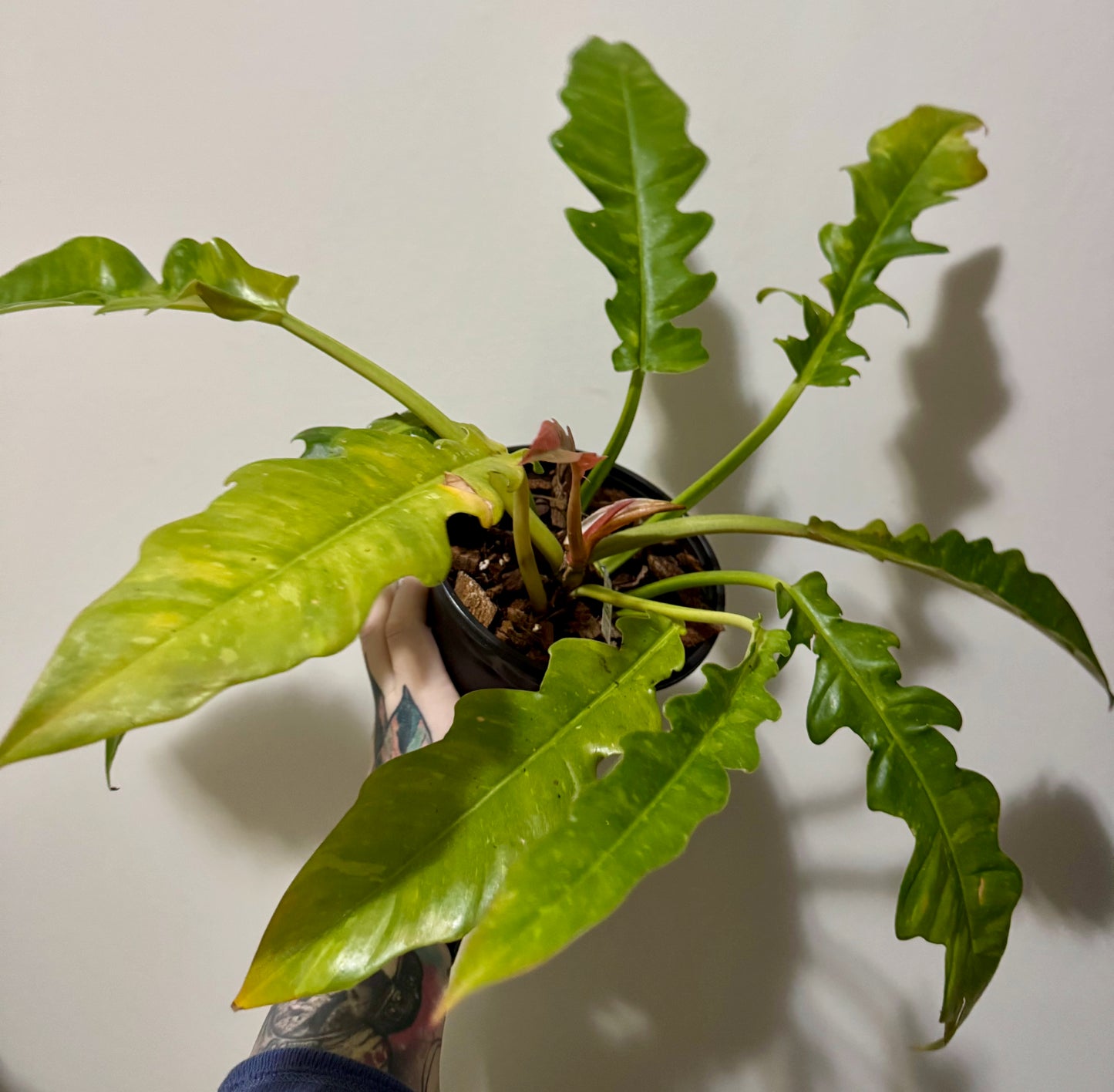 Philodendron 'ring of fire' (large)