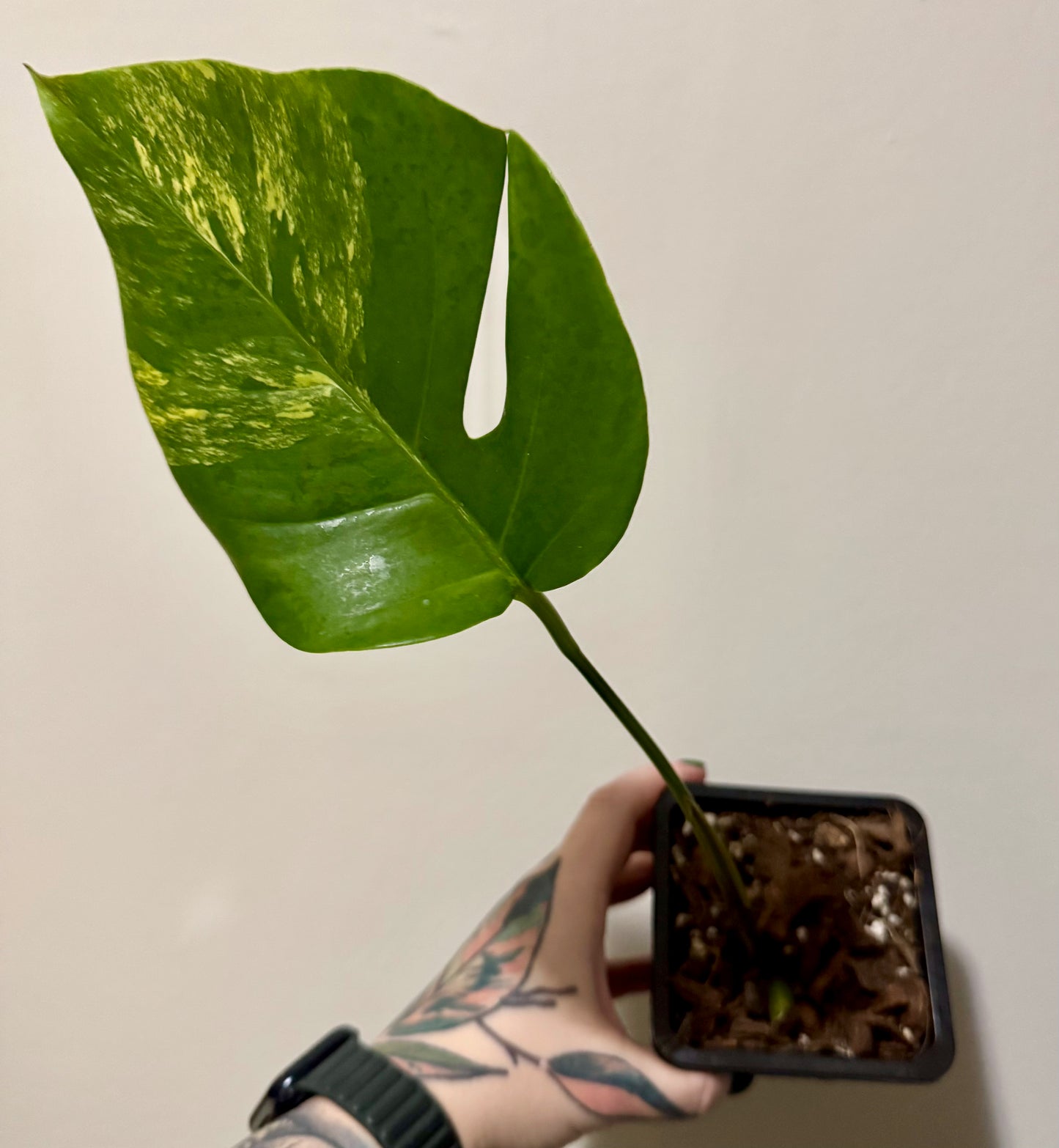 Monstera deliciosa aurea