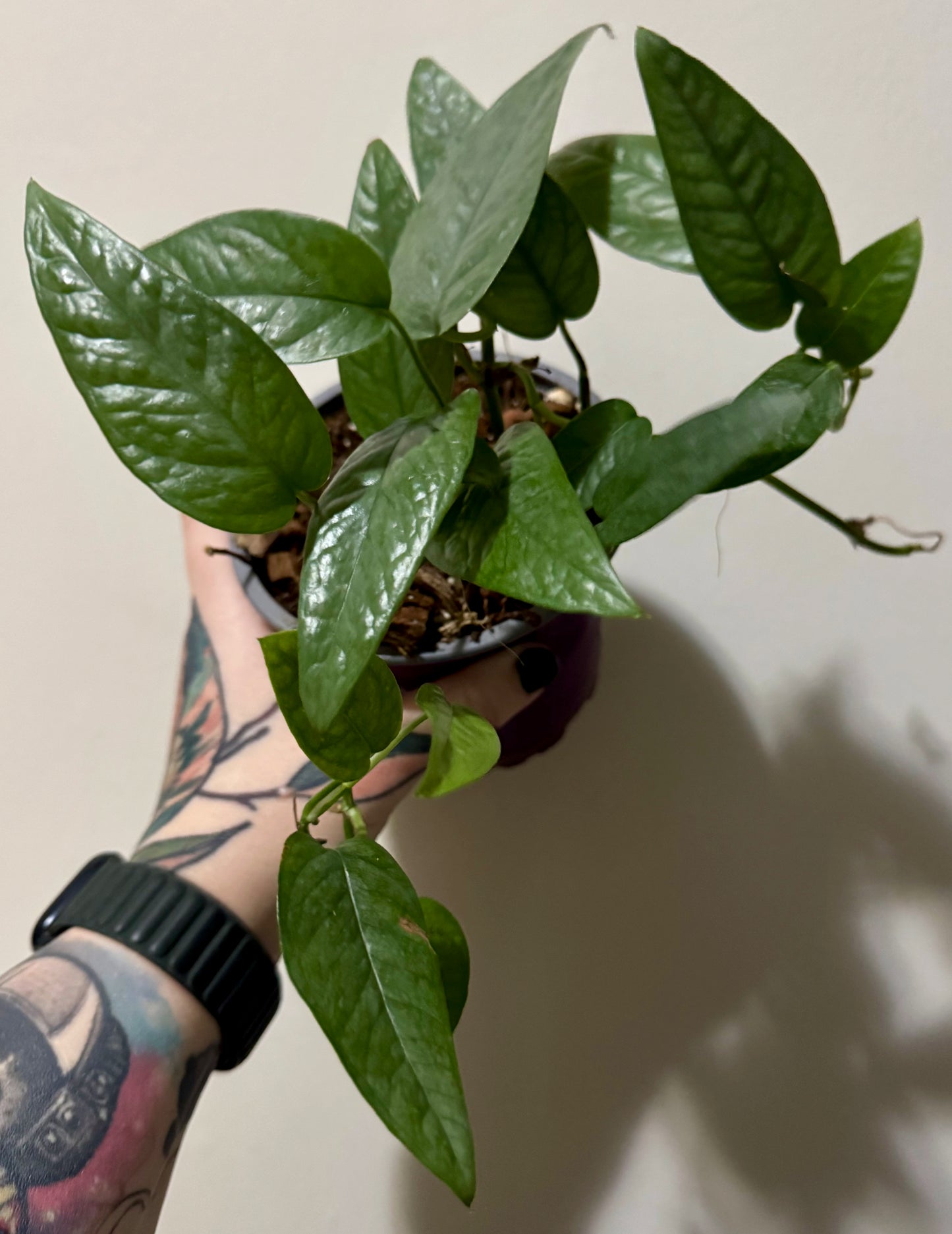 Epipremnum pinnatum 'cebu blue'