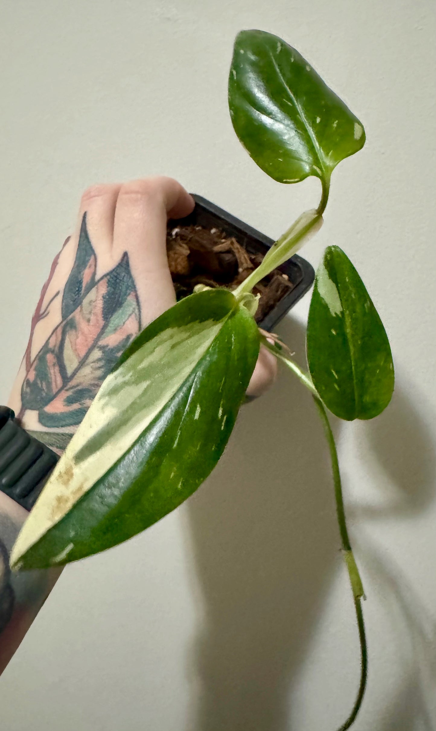 Monstera standleyana albo