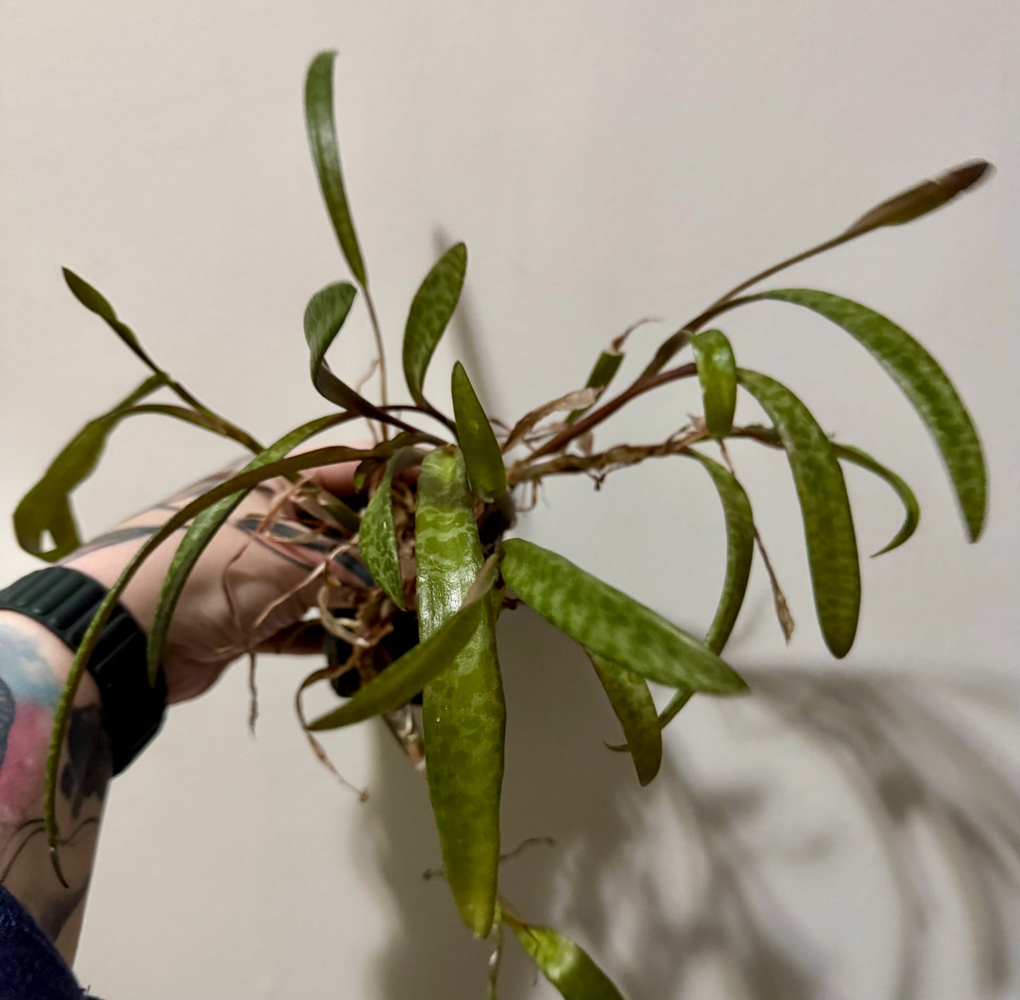 Ledebouria socialis