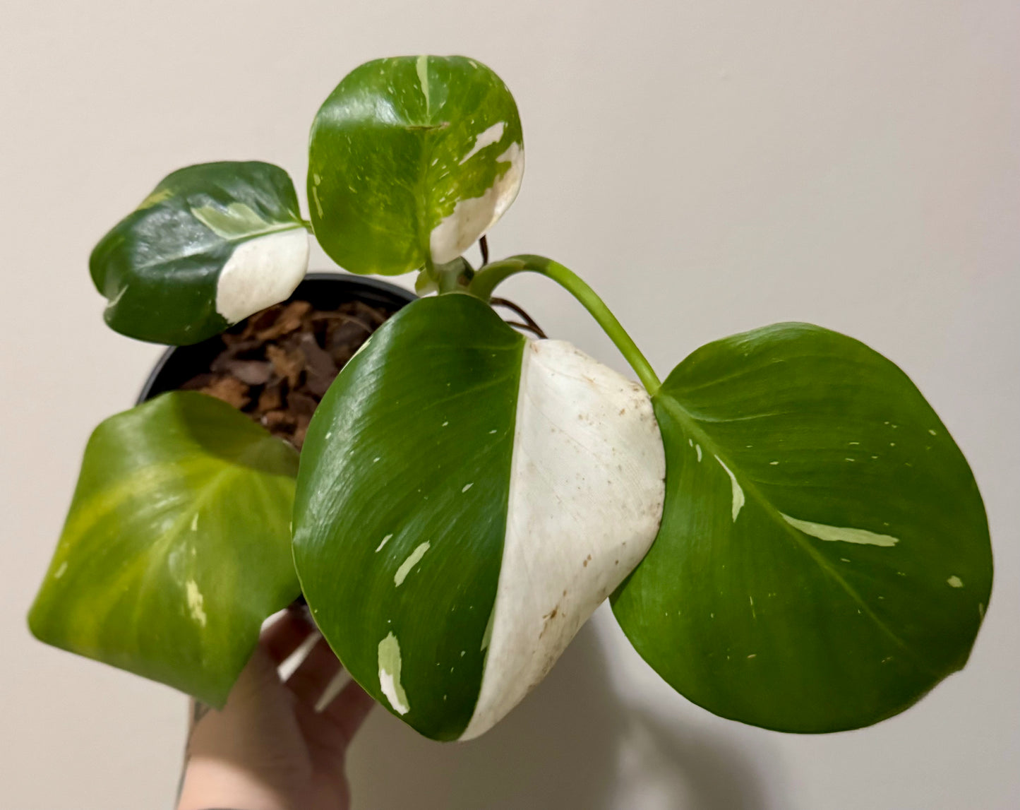 Philodendron 'white wizard'