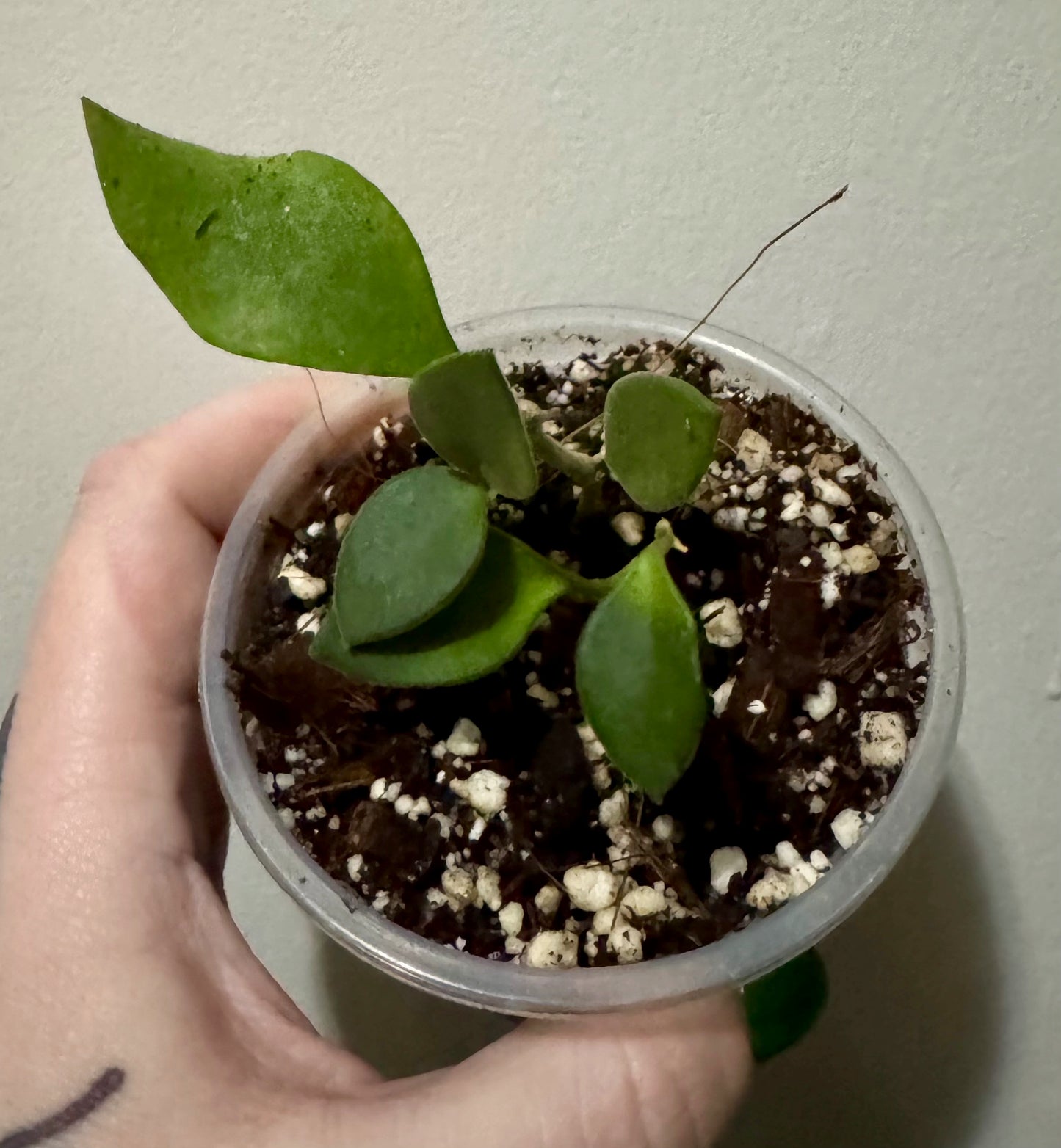 Hoya nummularioides