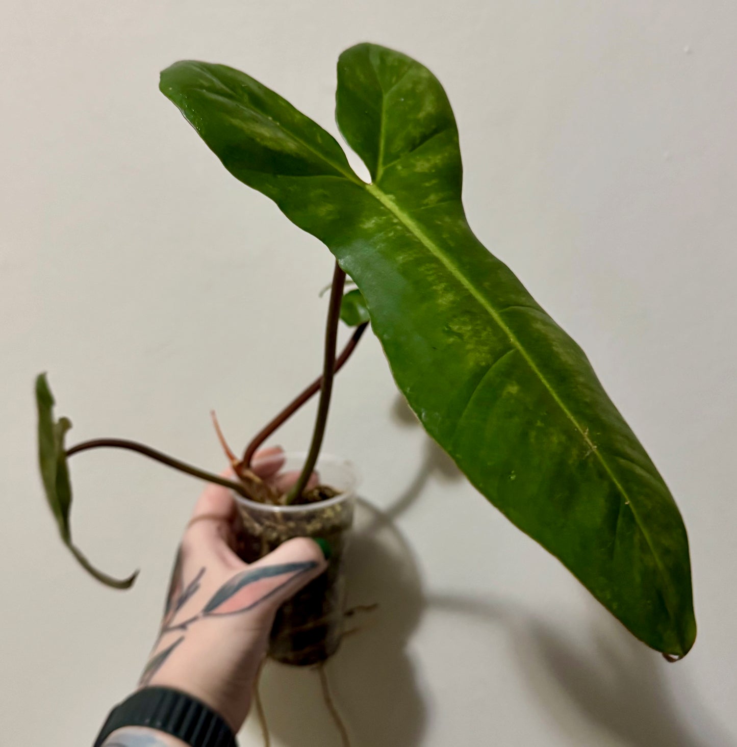 Philodendron billietaie (small)