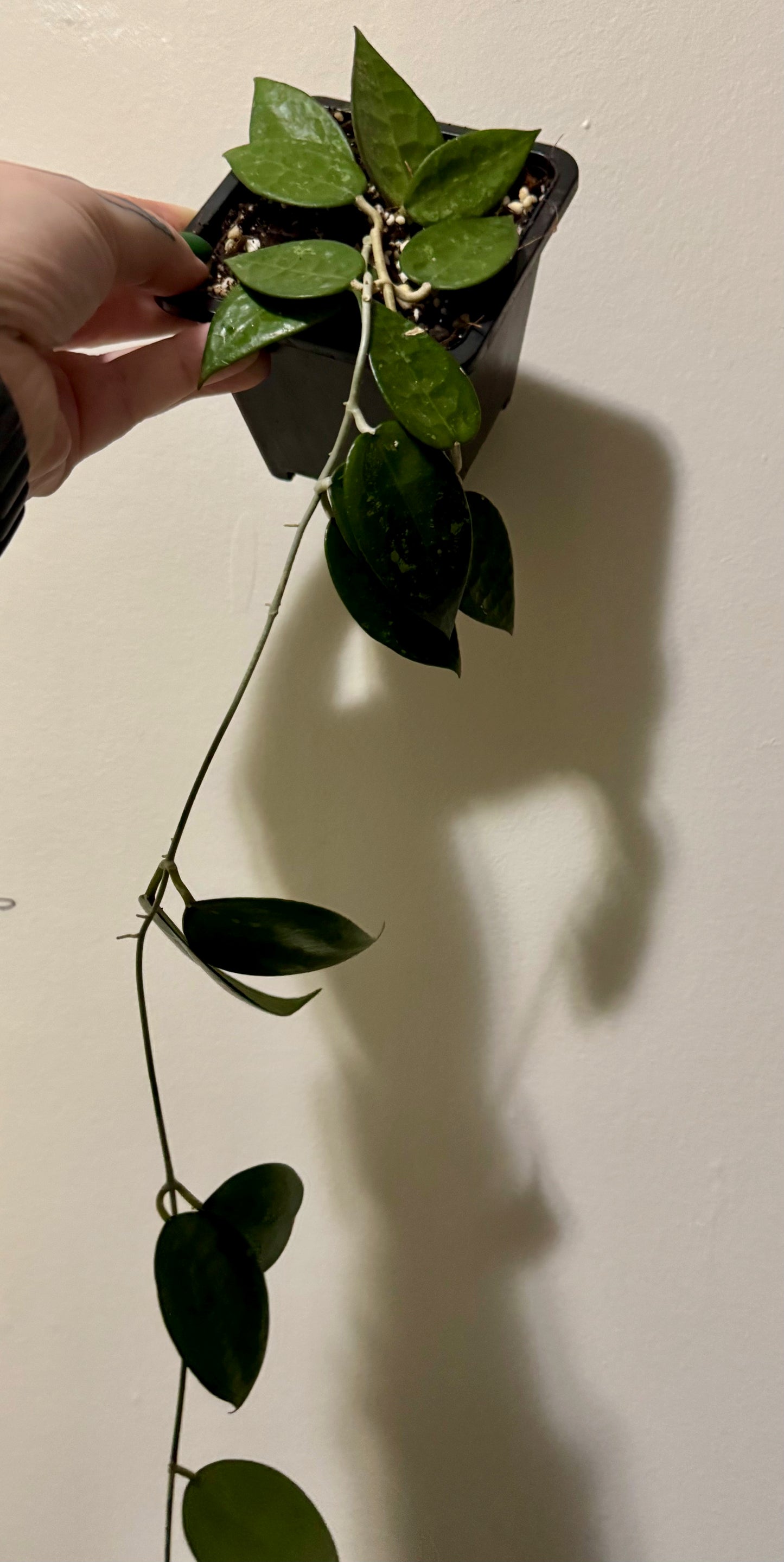 Hoya parasitica 'splash'