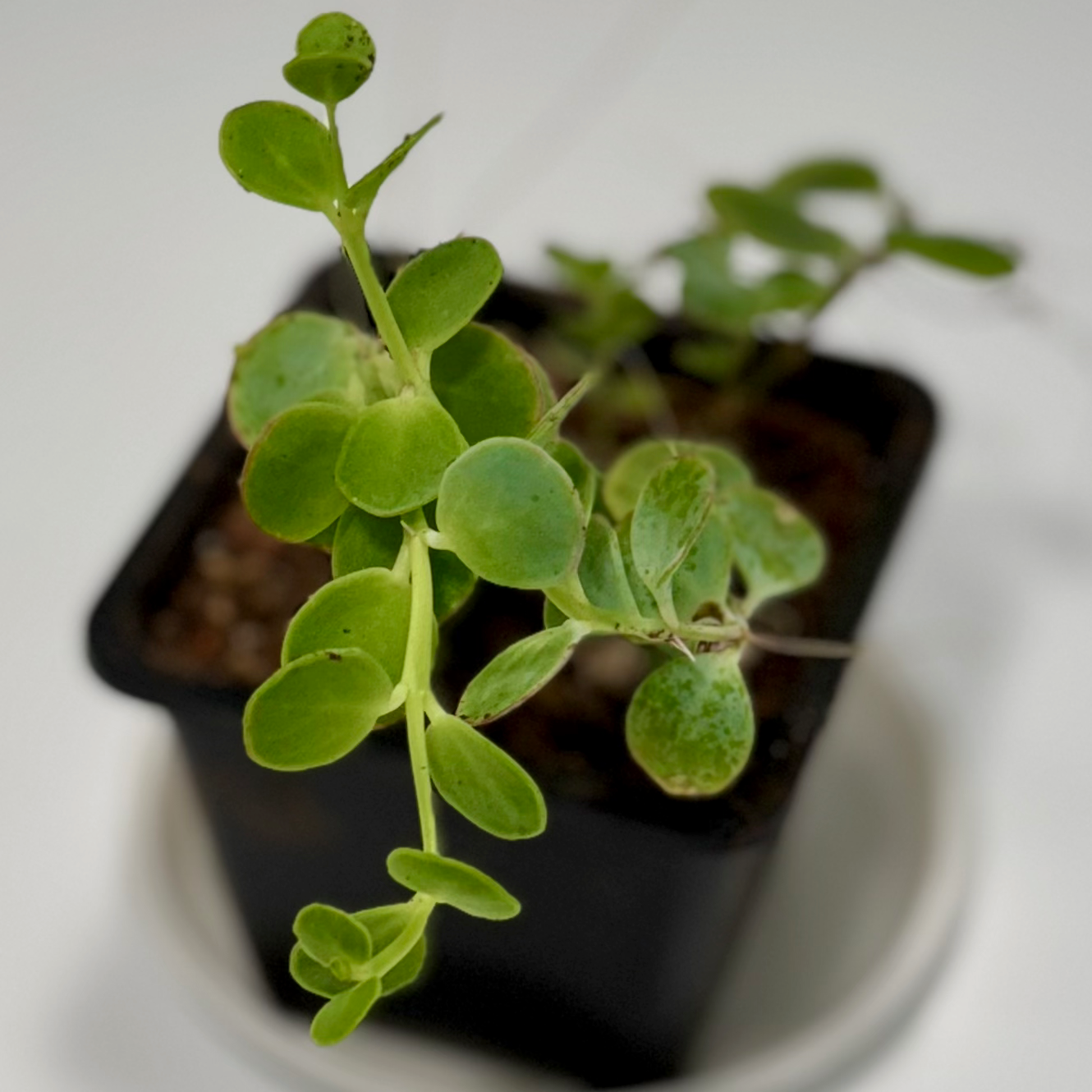 Kalanchoe marnieriana