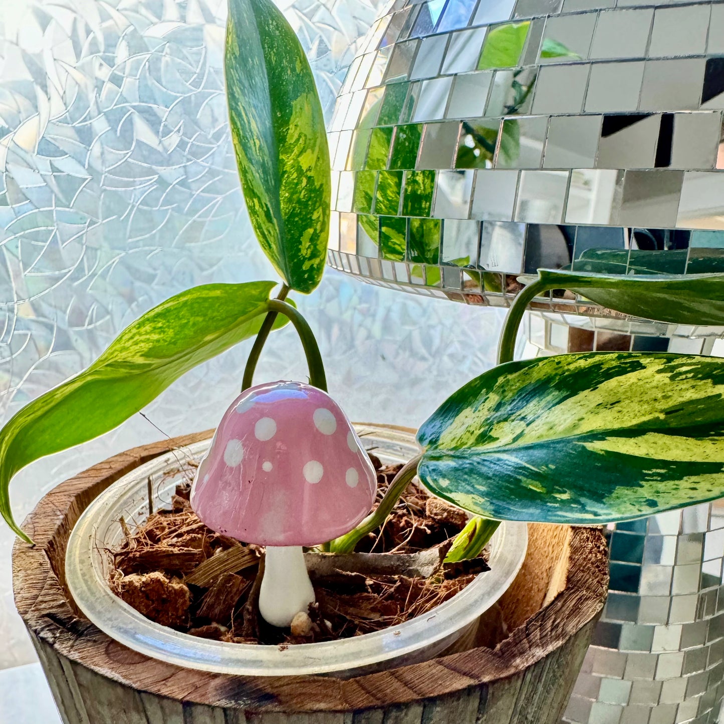 Plantshrooms