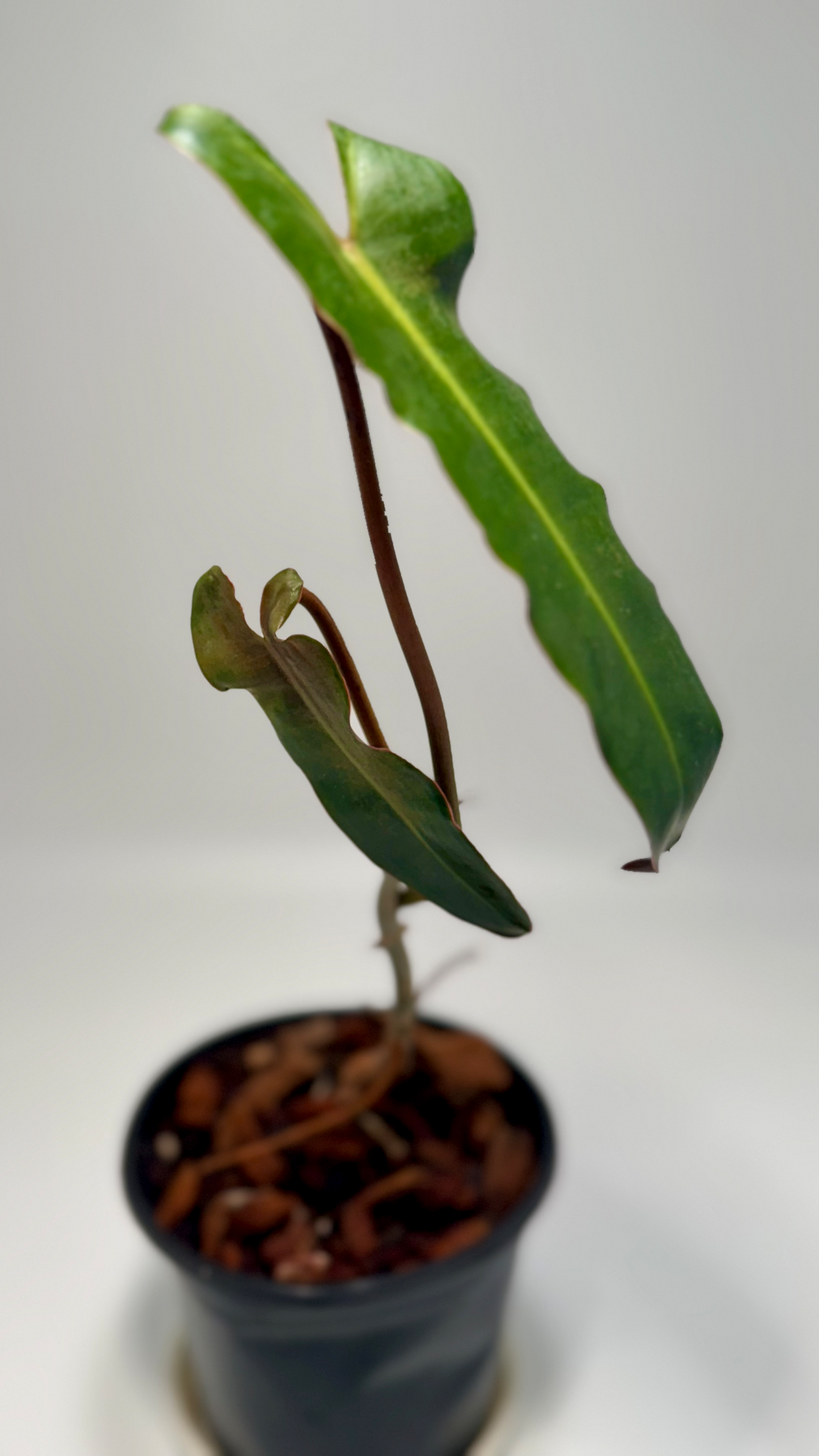 Philodendron atabapoense