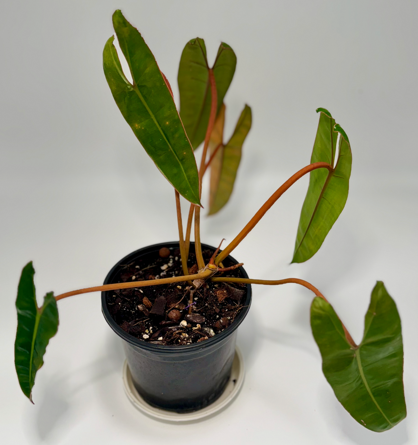 Philodendron billietaie (x-large)