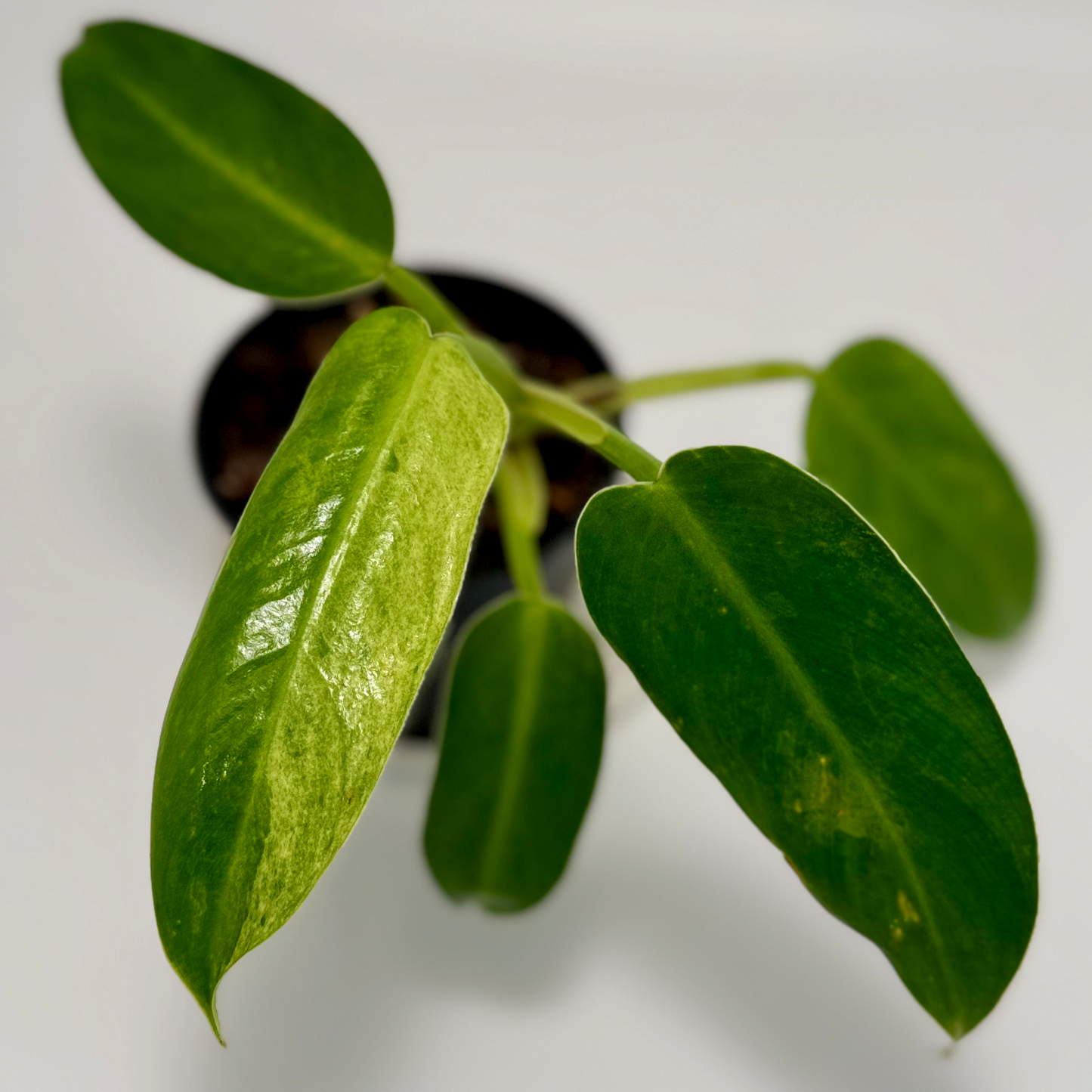 Philodendron jose buono (variegated)