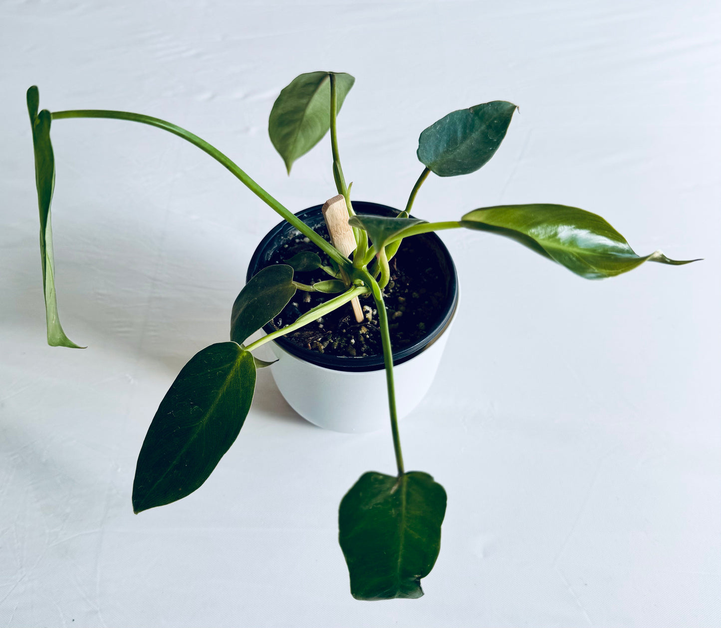 Philodendron longilobatum