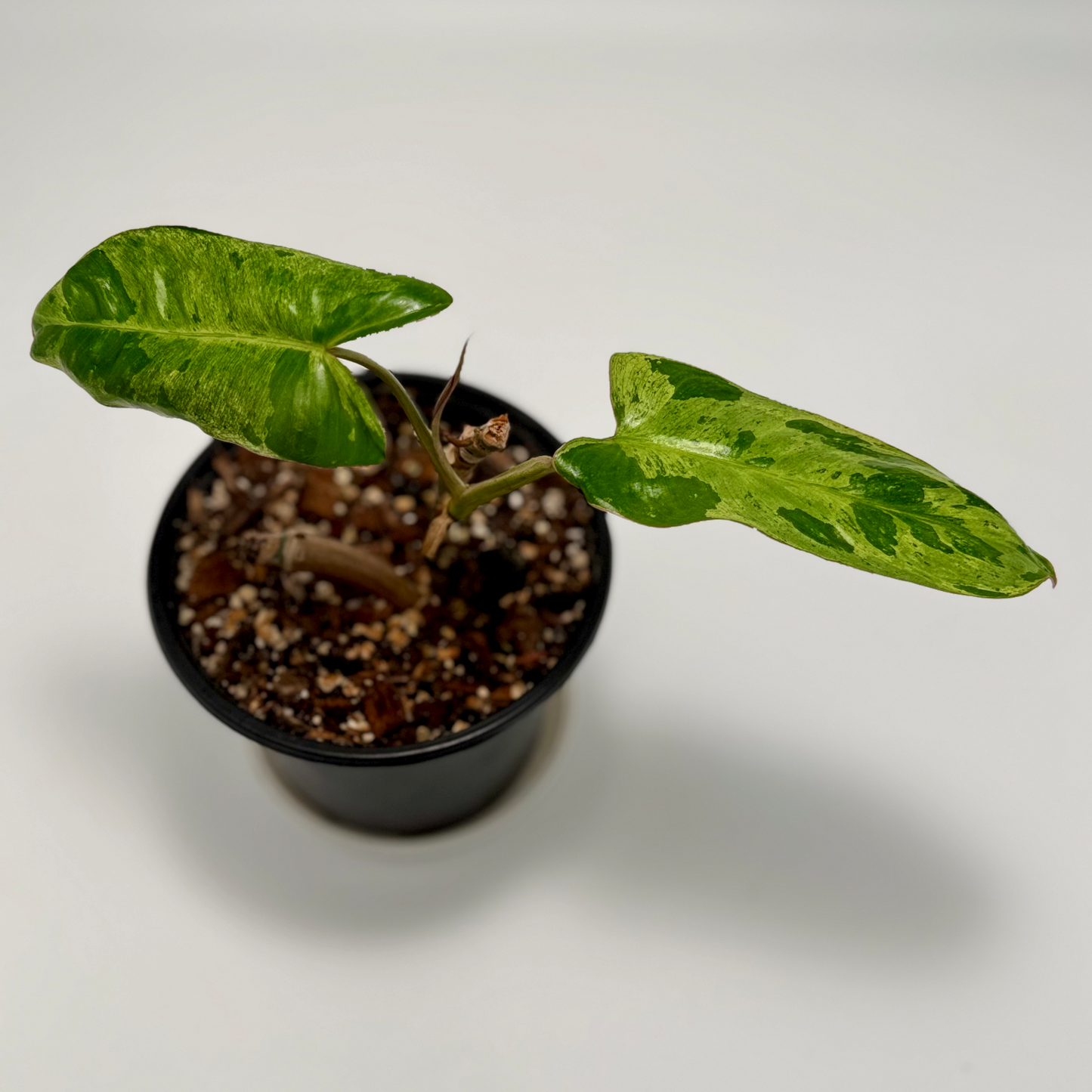 Philodendron paraiso verde (small)