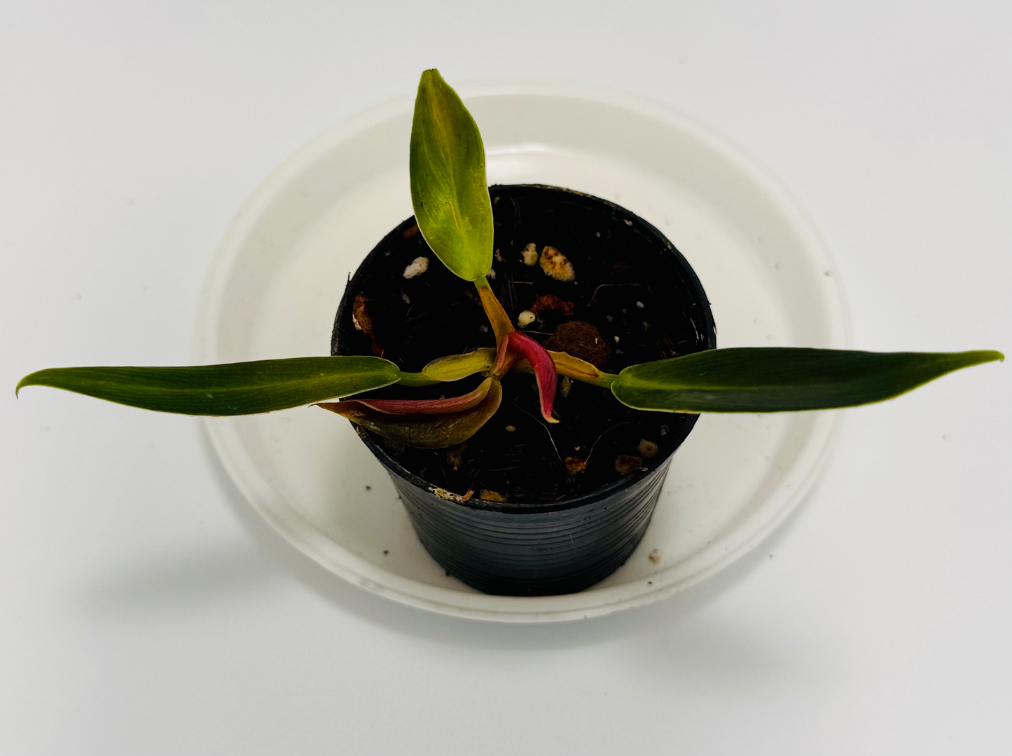 Philodendron sp. 'peach tunnel'