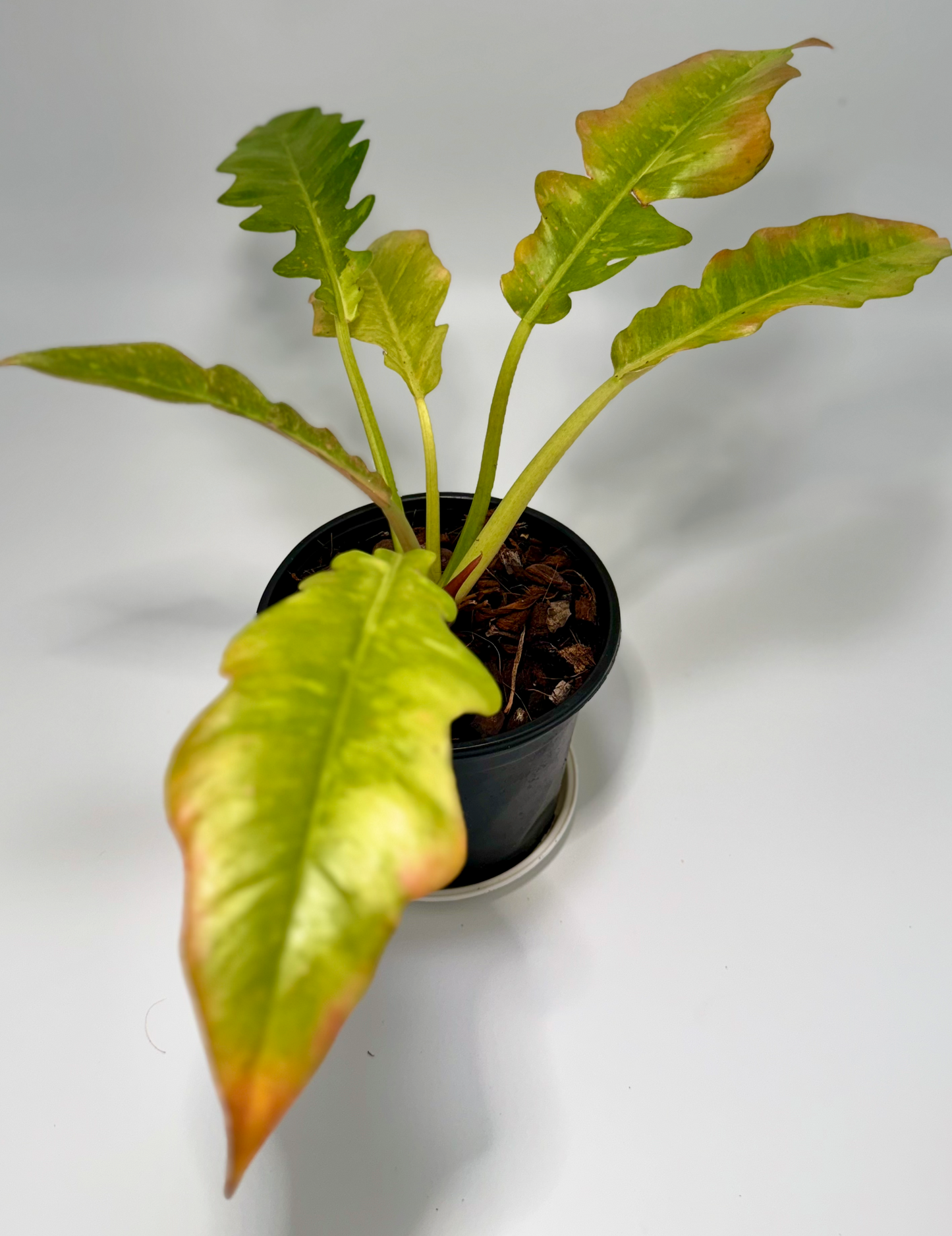 Philodendron 'ring of fire' (small)