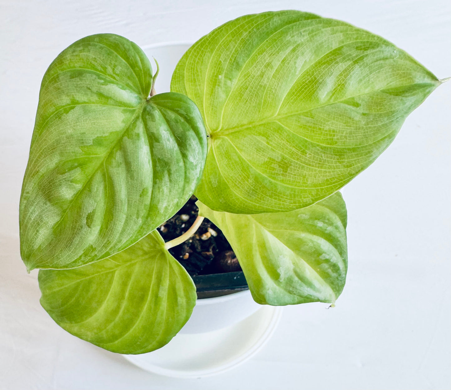 Philodendron 'splendid'