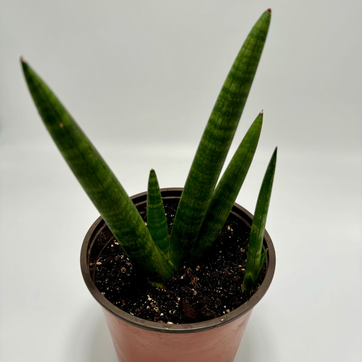 Sansevieria (Dracaena) cylindrica var. patula 'boncel' (large)