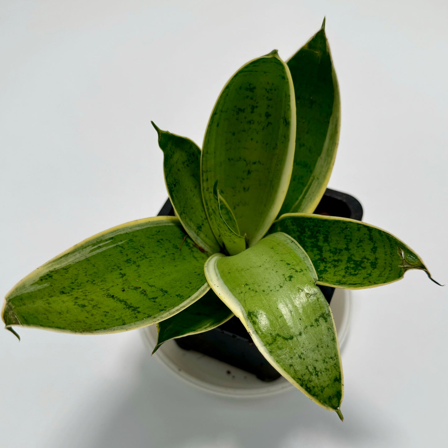 Sansevieria (Dracaena) hahnii 'black gold'
