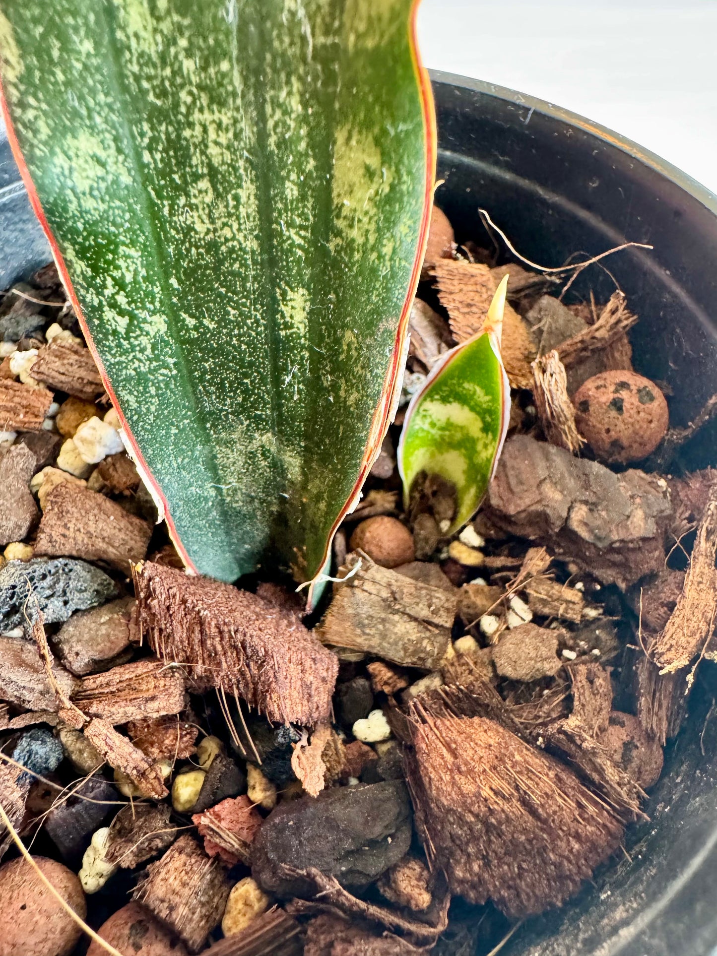 Sansevieria (Dracaena) kirkii 'coppertone'